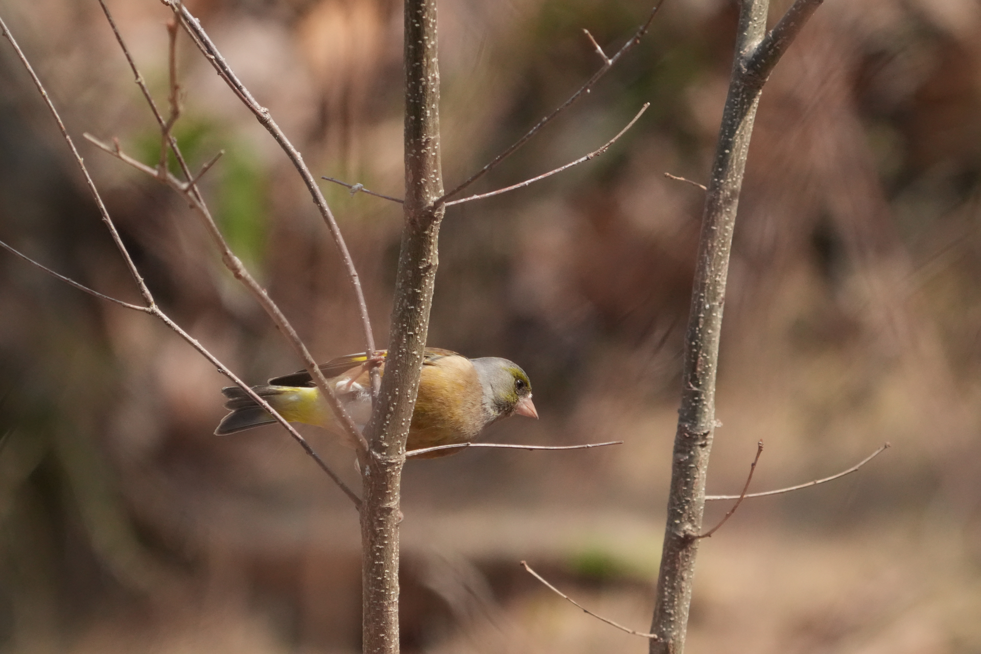 α9 III／FE 400-800mm F6.3-8 G OSS＋SEL20TC／1600mm／マニュアル露出（1/2,500秒、F16）／ISO 8000／WB: 太陽光
