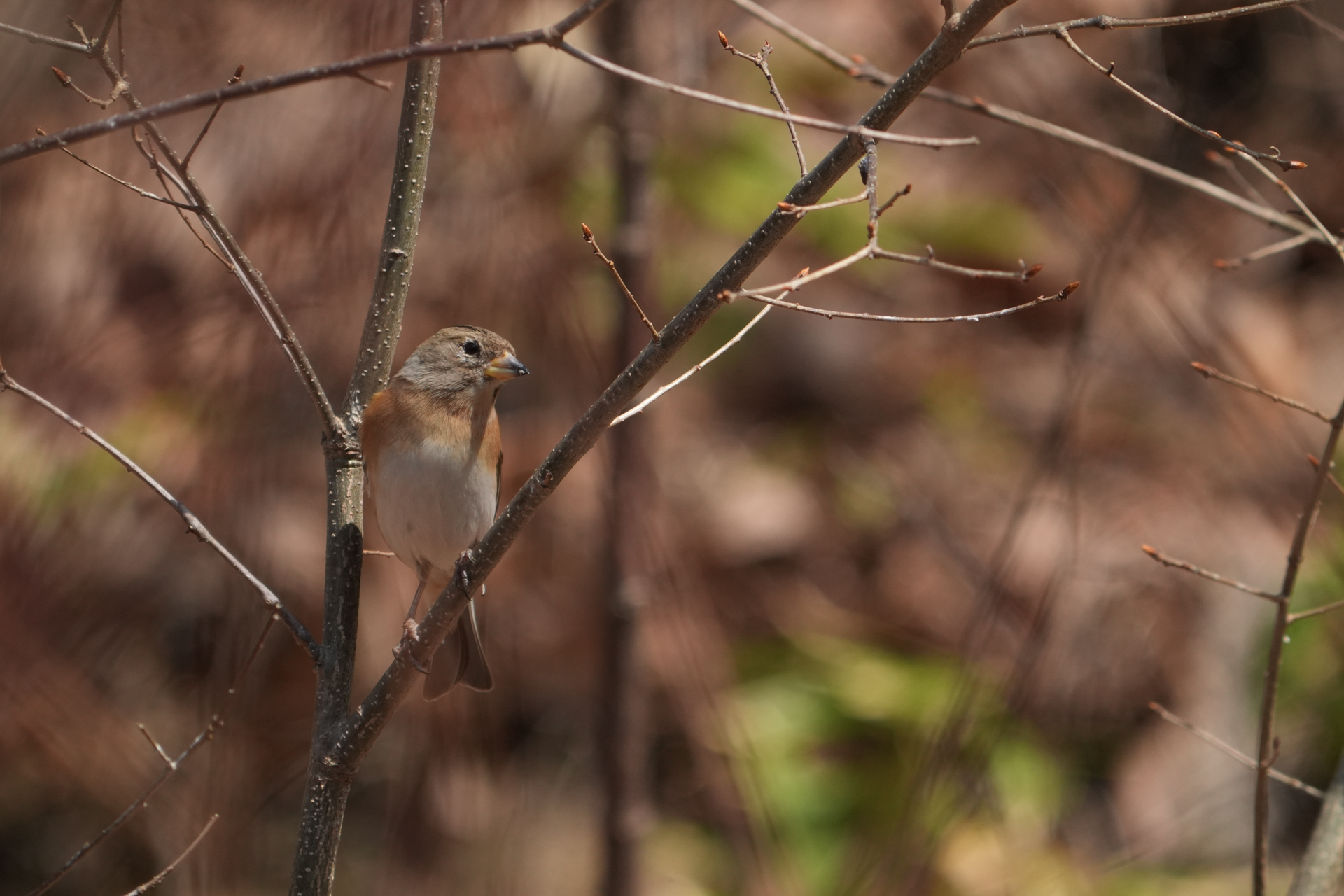 α9 III／FE 400-800mm F6.3-8 G OSS＋SEL20TC／1,600mm／マニュアル露出（1/800秒、F16）／ISO 1600／WB: 太陽光