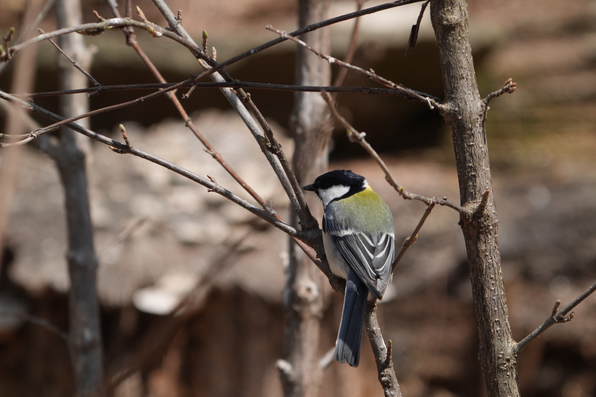 α9 III／FE 400-800mm F6.3-8 G OSS＋SEL20TC／1600mm／マニュアル露出（1/800秒、F16）／ISO 1600／WB: 太陽光