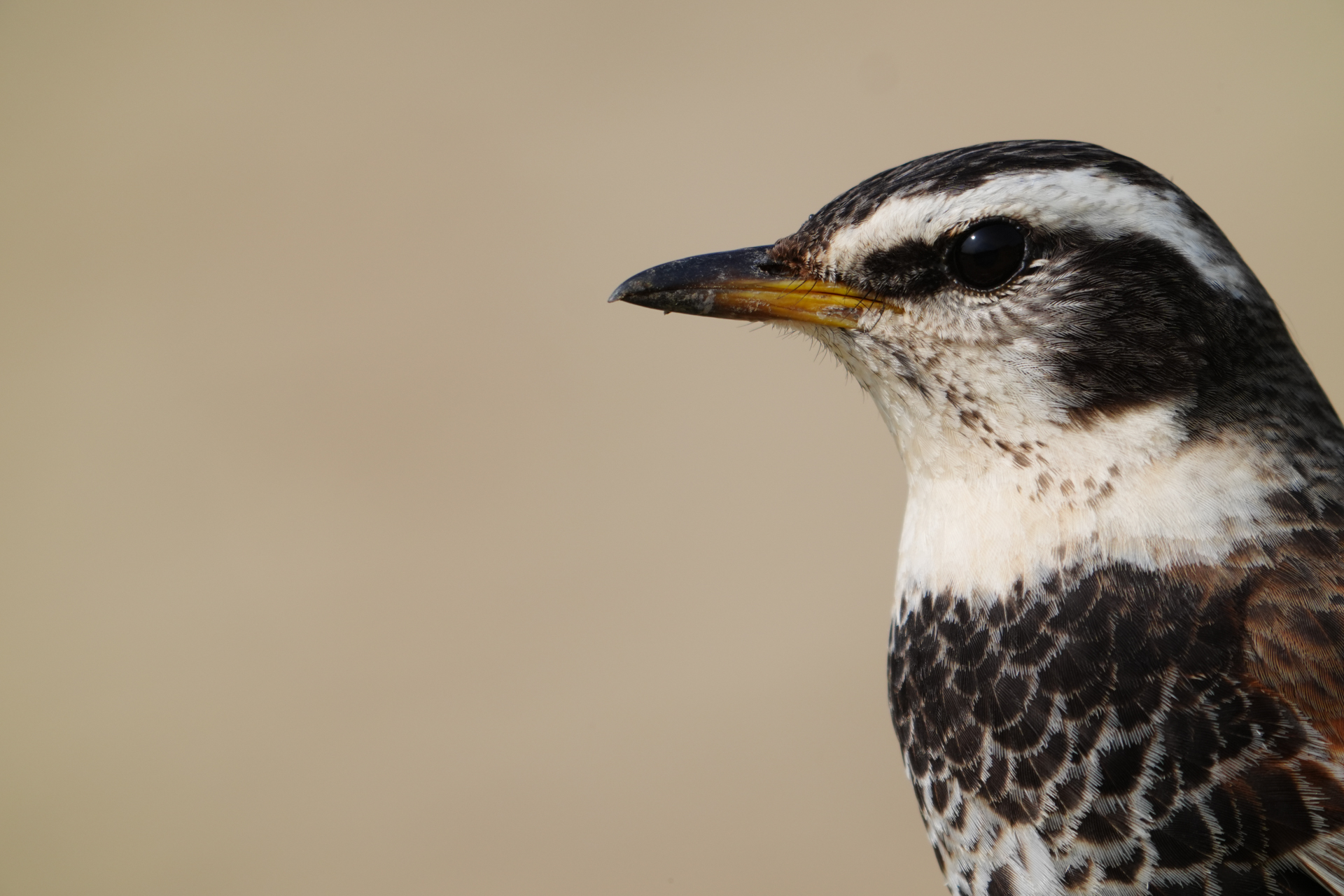 α9 III／FE 400-800mm F6.3-8 G OSS＋SEL20TC／1600mm／マニュアル露出（1/400秒、F16）／ISO 640／WB: オート