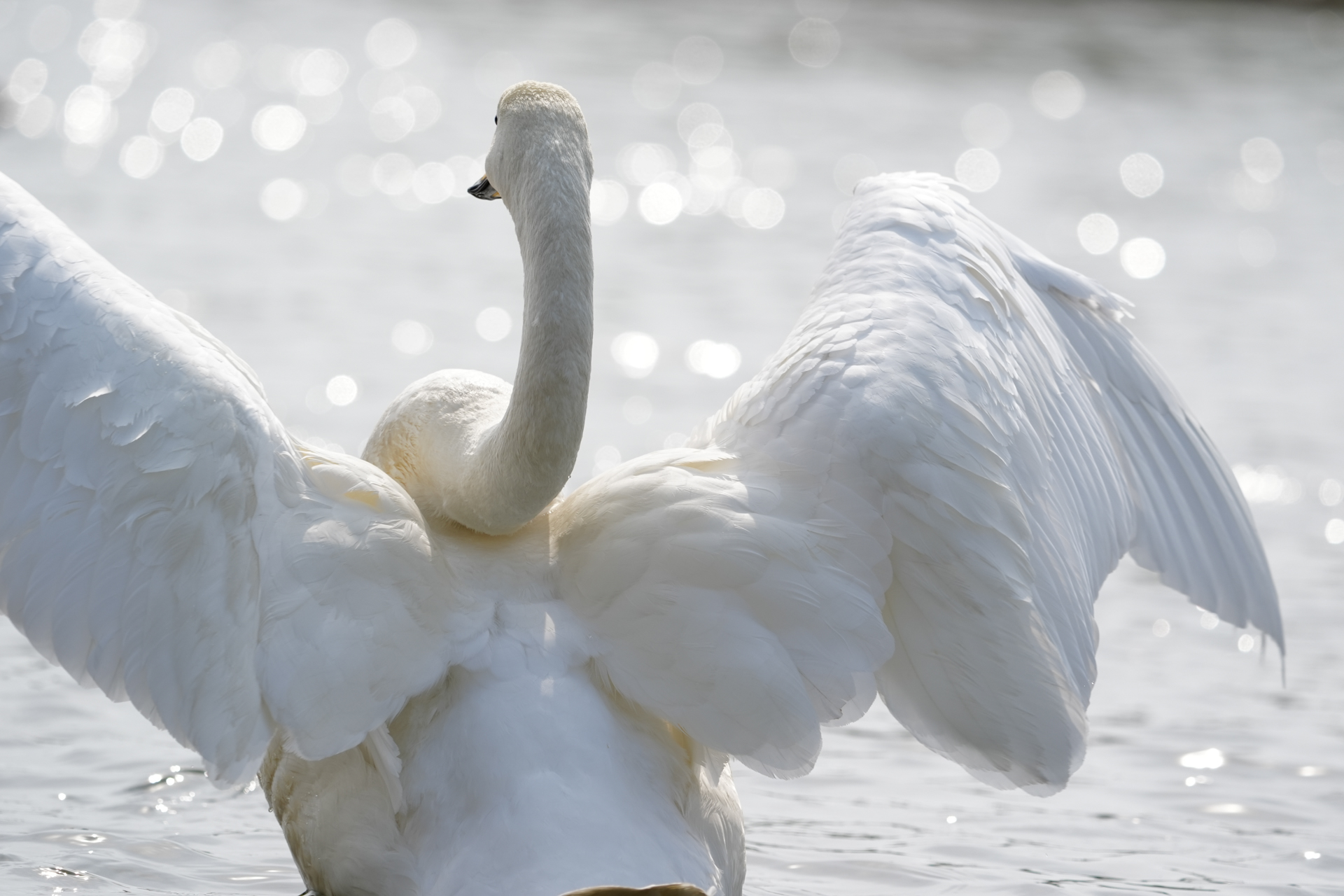 α9 III／FE 400-800mm F6.3-8 G OSS／541mm／マニュアル露出（1/800秒、F8）／ISO 400／WB: オート