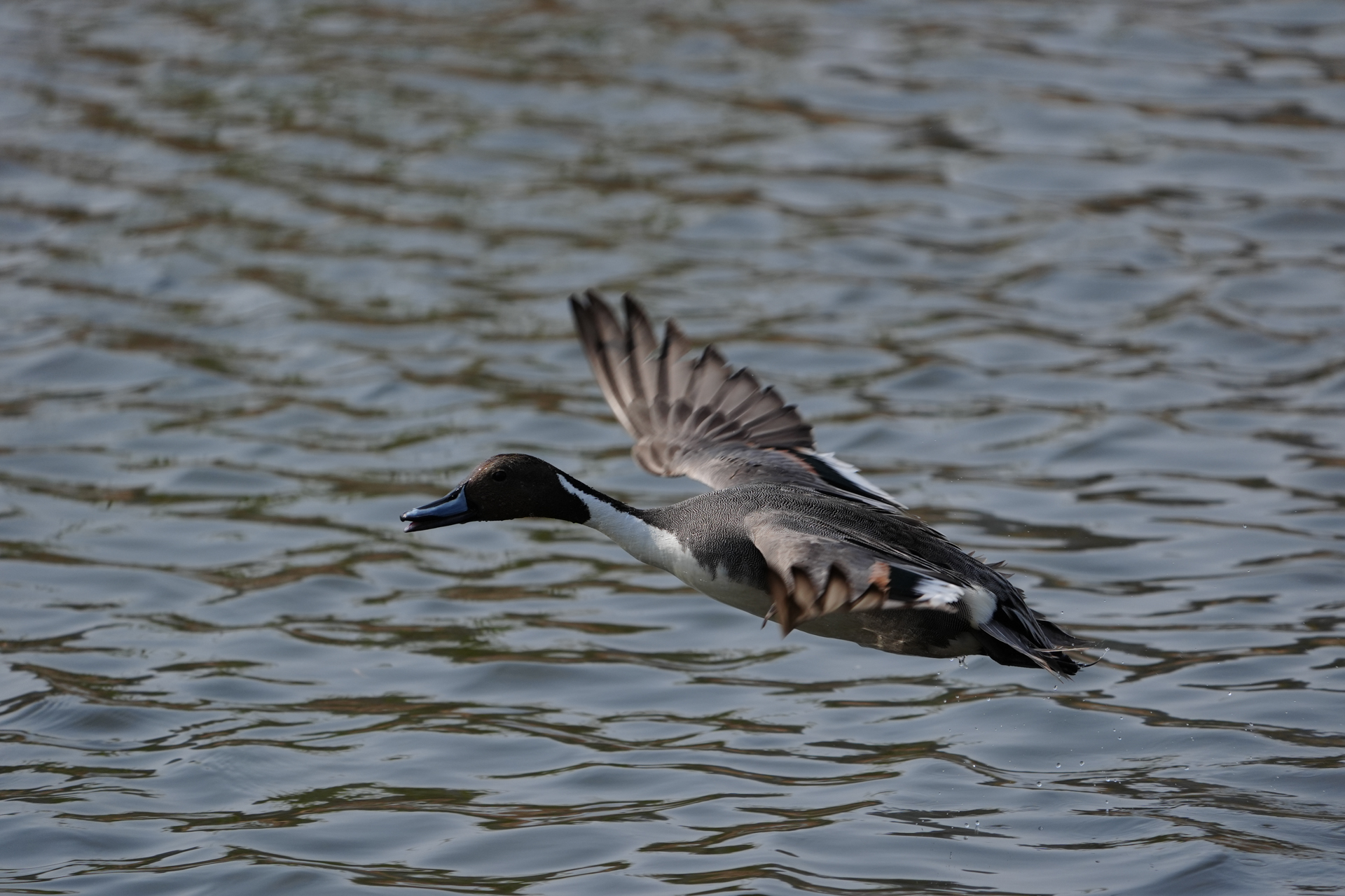 α9 III／FE 400-800mm F6.3-8 G OSS／800mm／マニュアル露出（1/2,000秒、F8）／ISO 640／WB: オート