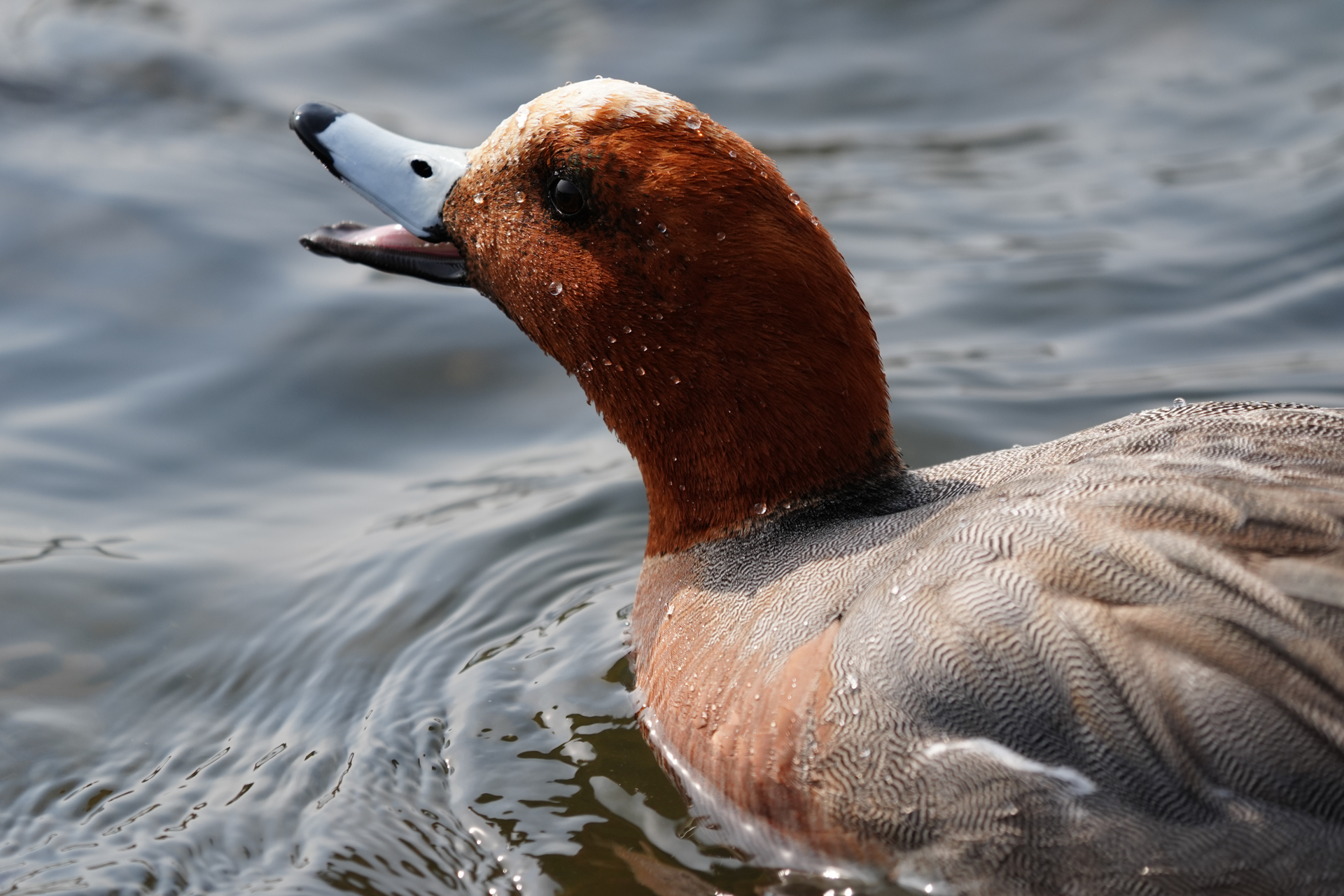 α9 III／FE 400-800mm F6.3-8 G OSS／800mm／マニュアル露出（1/640秒、F8）／ISO 400／WB: オート