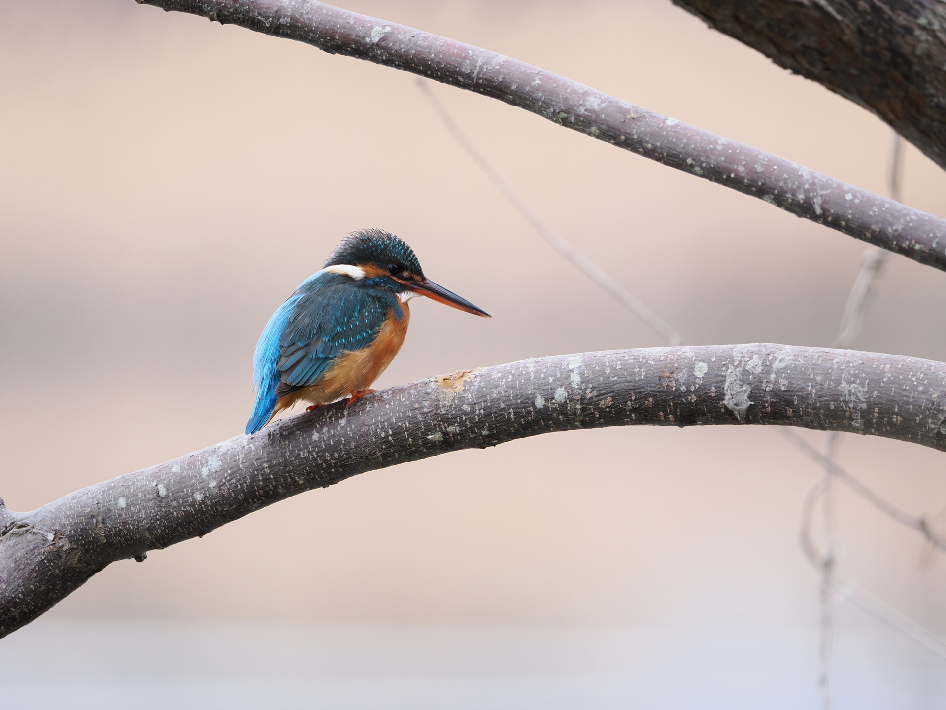 カワセミなどの小鳥類を撮影するには、800mm以上の焦点距離は必須だ。気になる画質も十分にシャープで、くちばしや羽の一部を拡大してみると、解像力の高さが良く分かる<br><span class="fnt-85">OM SYSTEM OM-1 Mark II／400mm（800mm相当）／マニュアル露出（F6.3、1/160秒）／ISO 800／WB：晴天</span>