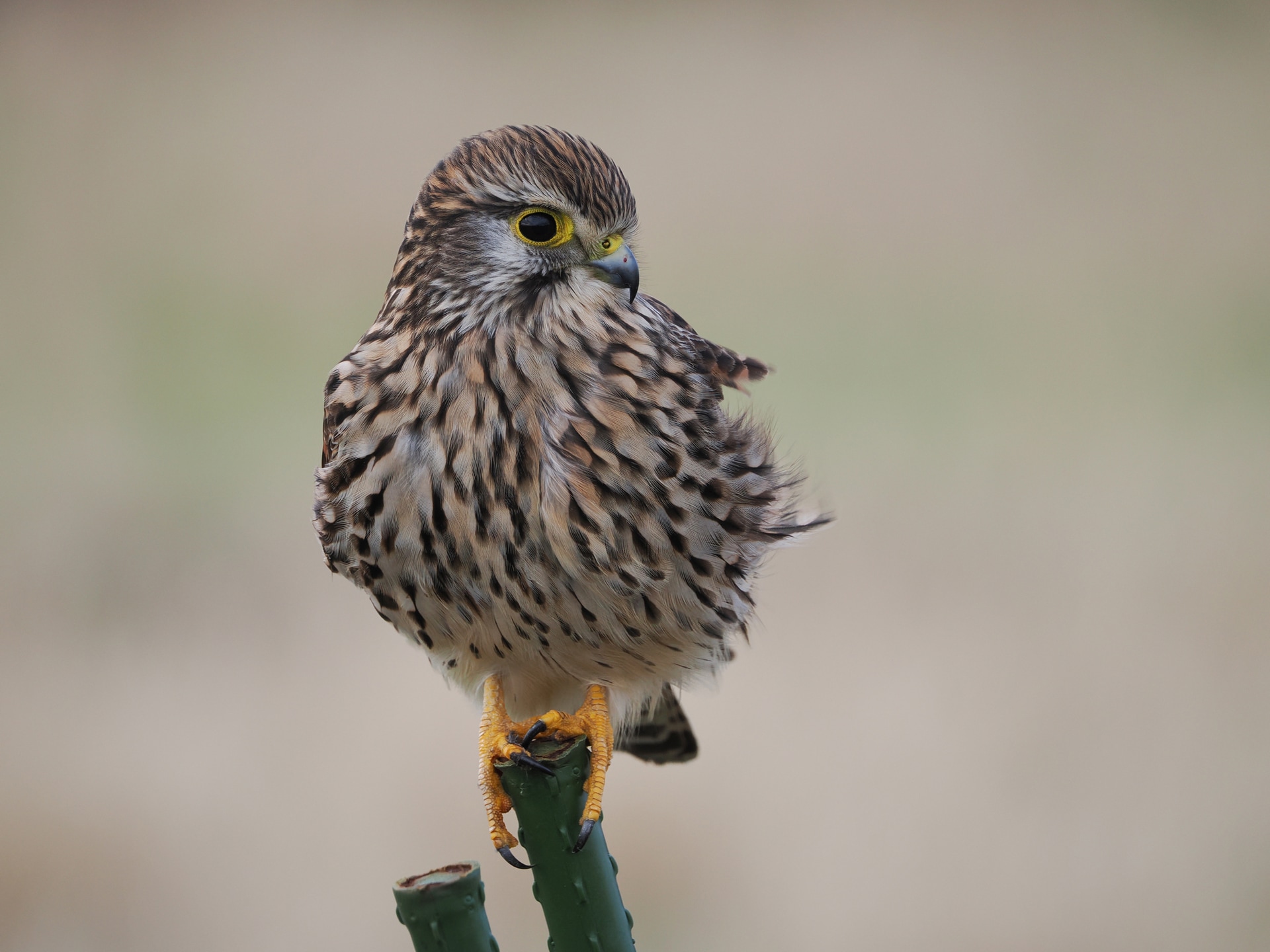 <span class="fnt-85">OM SYSTEM OM-1 Mark II／400mm（800mm相当）／マニュアル露出（F6.3、1/250秒）／ISO 400／WB：晴天</span>