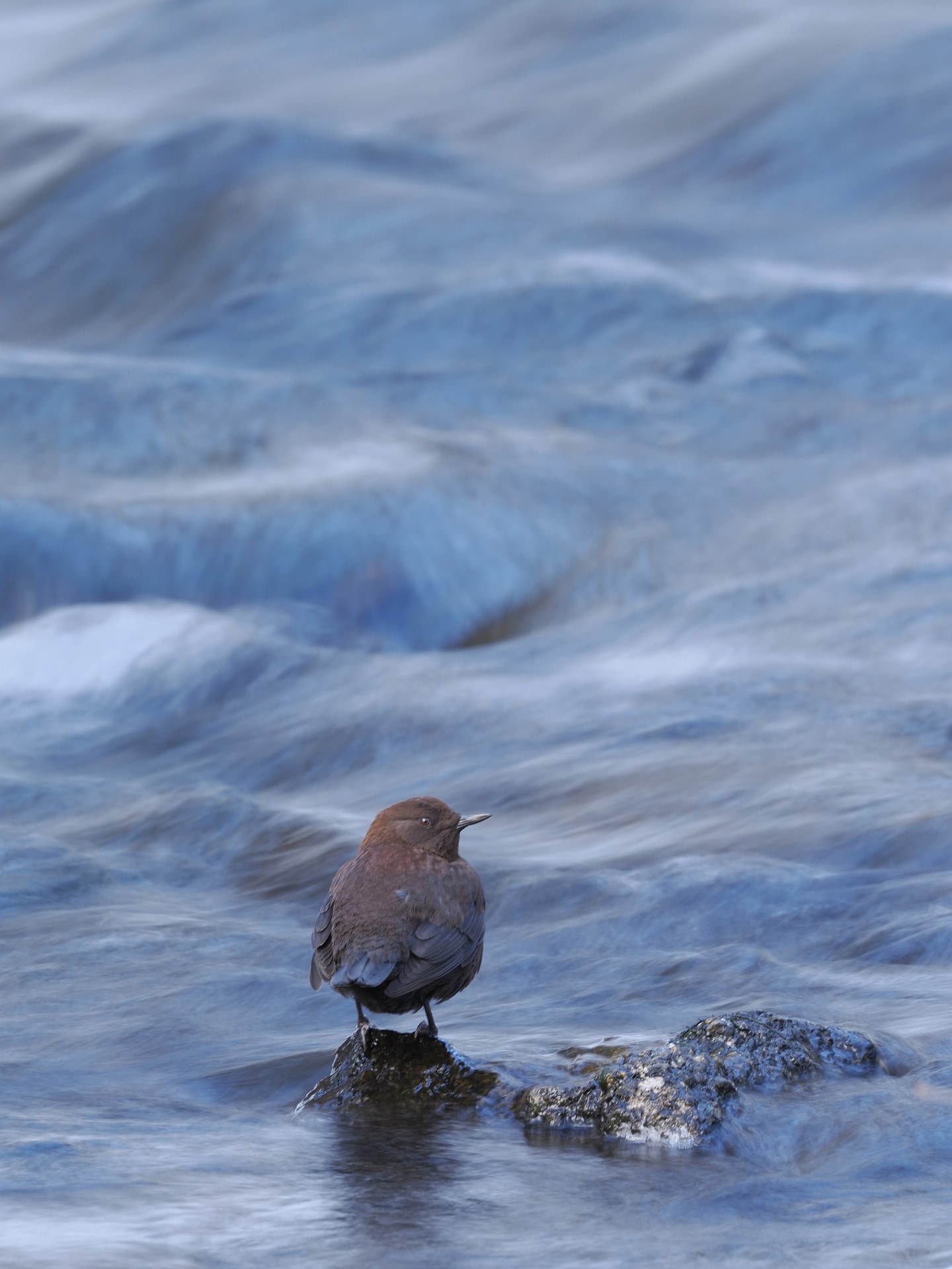 <span class="fnt-85">OM SYSTEM OM-1 Mark II／400mm（800mm相当）／マニュアル露出（F10、1/5秒）／ISO 200／WB：晴天</span>