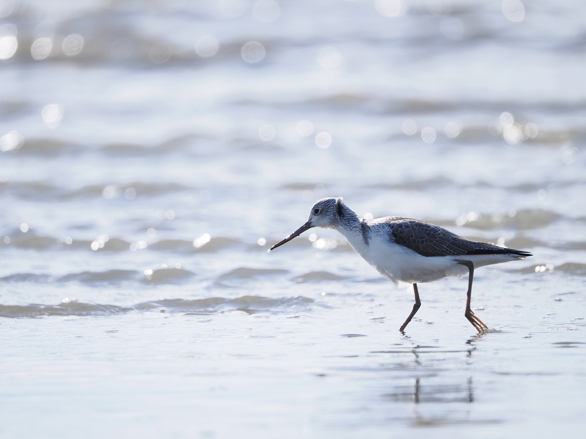 <span class="fnt-85">OM SYSTEM OM-1 Mark II／400mm（800mm相当）／マニュアル露出（F6.3、1/1,000秒）／ISO 400／WB：晴天</span>