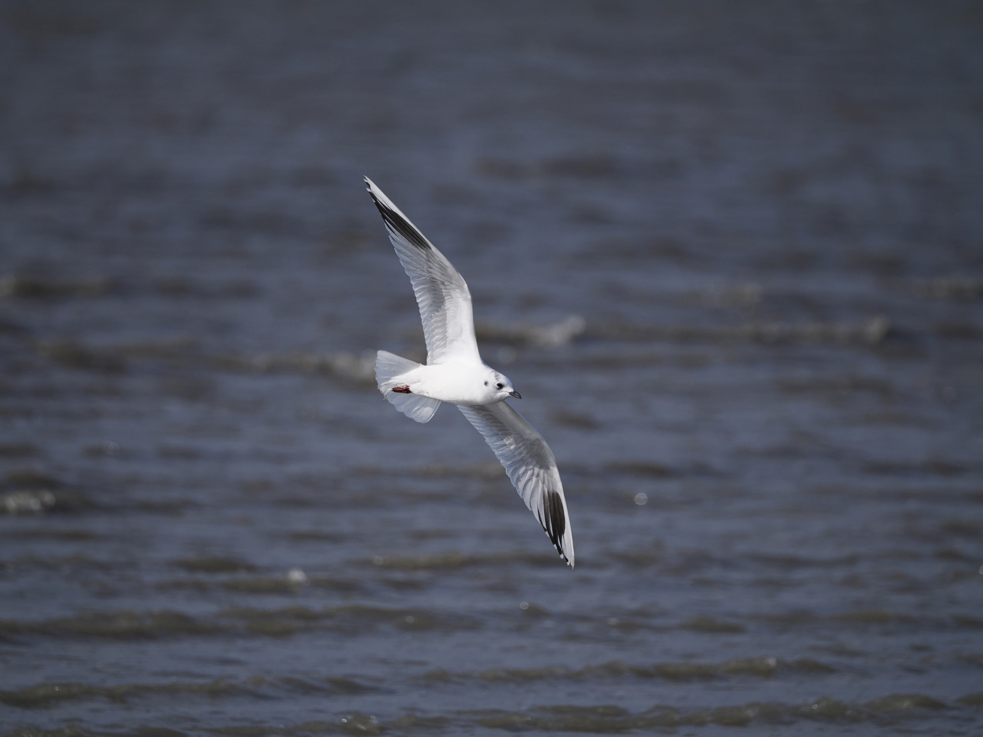 カニを探して飛ぶズグロカモメ。獲物の動きに合わせ素早く旋回するので、速く正確なAF動作は必須だが、OM-1 Mark IIのAI被写体認識AF（鳥）との相乗効果でレスポンスが良い<br><span class="fnt-85">OM SYSTEM OM-1 Mark II／400mm（800mm相当）／マニュアル露出（F6.3、1/2,500秒）／ISO 400／WB：晴天</span>