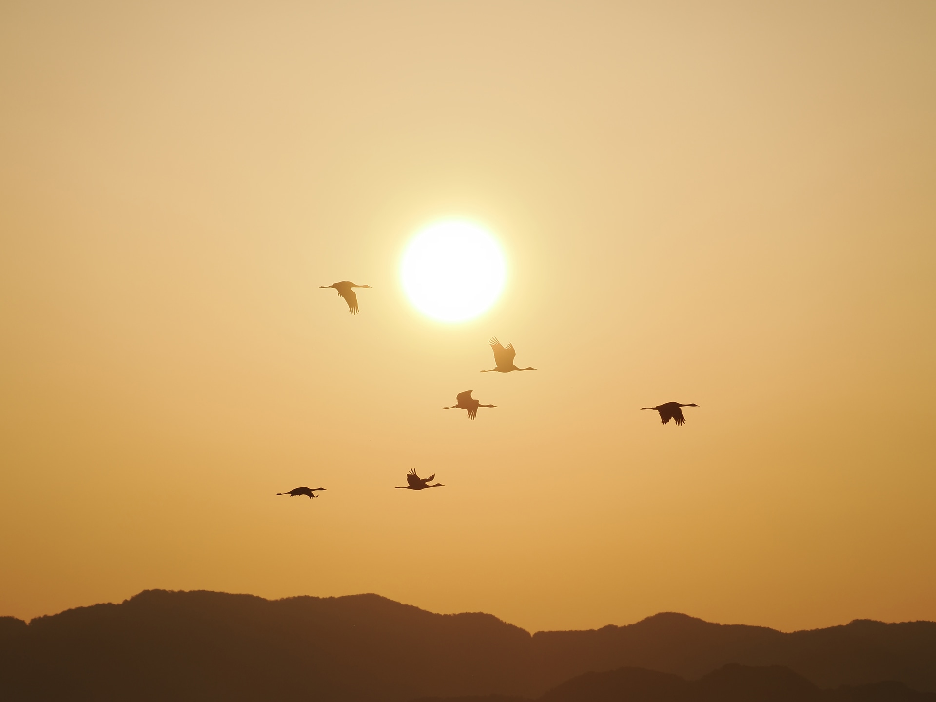 朝日の前を横切るナベヅルの群れを追いながら、広角側に引いて調整して撮影した。望遠端で撮影しがちな野鳥撮影だが、あえて広角側で捉えることで、作品の幅が広がるケースもある<br><span class="fnt-85">OM SYSTEM OM-1 Mark II／169mm（338mm相当）／マニュアル露出（F8、1/4,000秒）／ISO 200／WB：晴天</span>