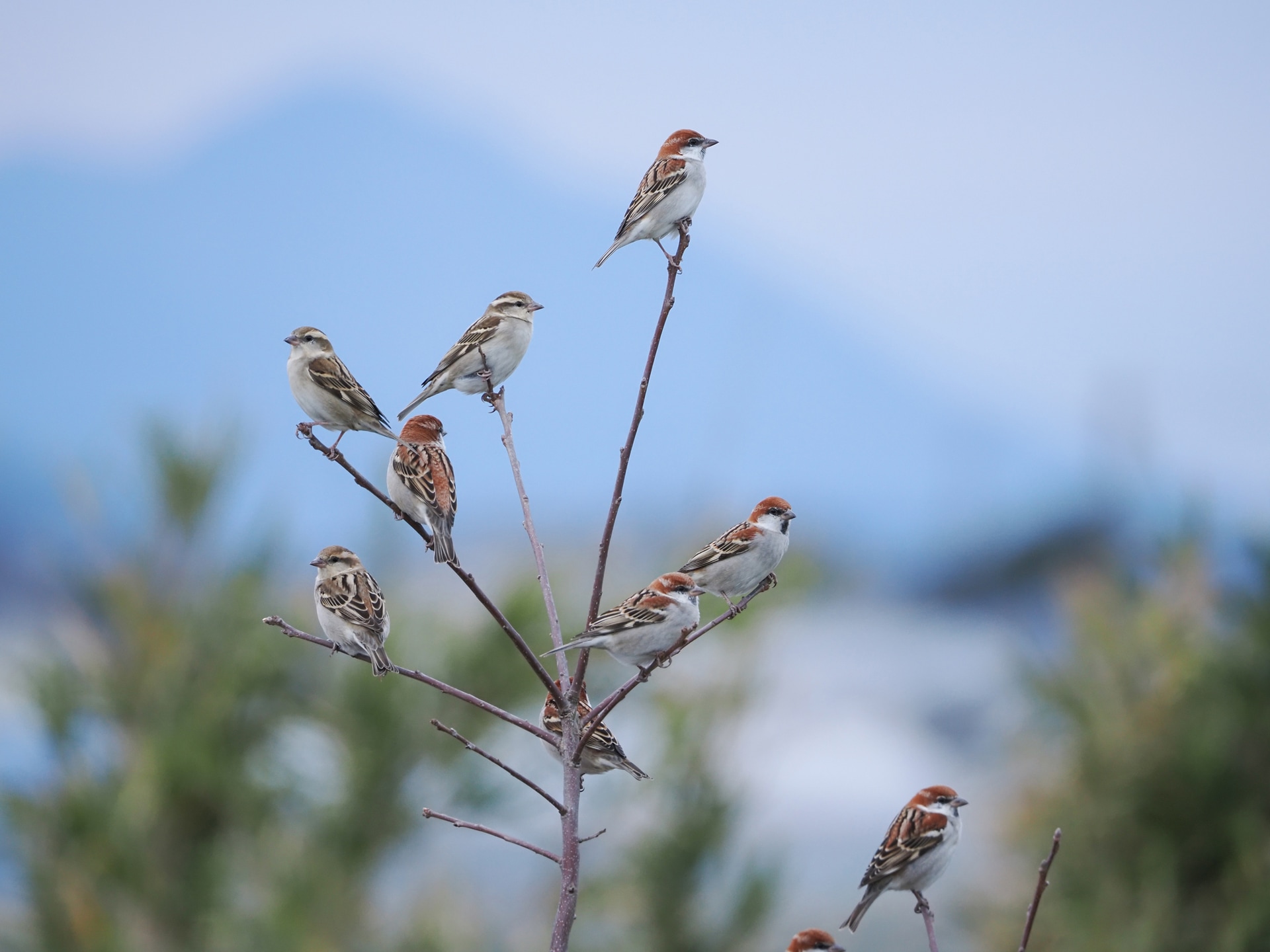 ニュウナイスズメが枝先に群れていた。画面の隅まで均等な画質を有しているので、ちゅうちょすることなく画面のどこにでも鳥を配置できる<br><span class="fnt-85">OM SYSTEM OM-1 Mark II／400mm（800mm相当）／マニュアル露出（F6.3、1/125秒）／ISO 800／WB：晴天</span>