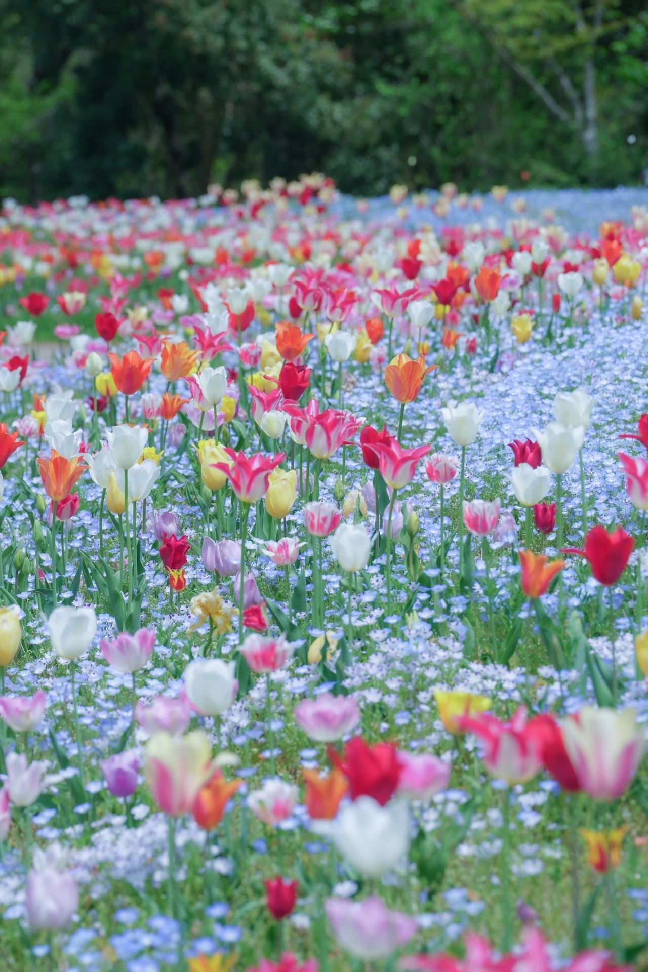 花竜の道のチューリップ