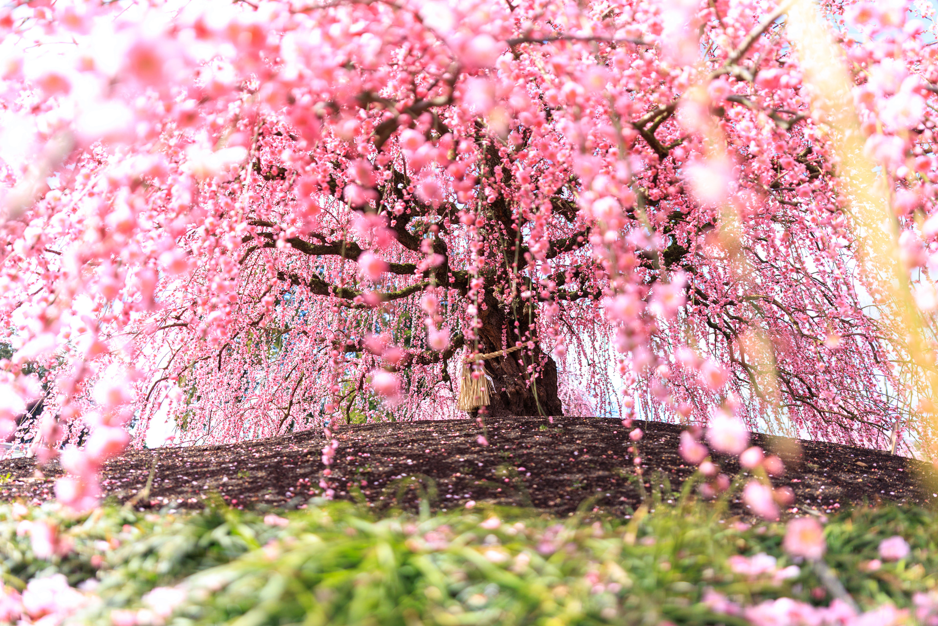 しだれ梅を見上げると、超広角らしい広がりとF1.4の柔らかな前ボケで花の重なりが優しく浮かび上がった。ピント面である幹の質感は繊細に描かれ、奥行きと空気感のある1枚に仕上がった<br><span class="fnt-85">キヤノン EOS R5 Mark II／20mm／絞り優先AE（F1.4、1/5,000秒、＋0.7EV）／ISO 200／WB：オート<br>撮影協力：鈴鹿の森庭園</span>