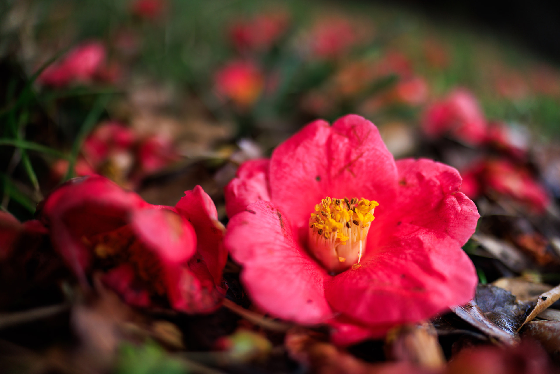 最短撮影距離24cmのRF24mm F1.4 L VCMと比較するとRF20mm F1.4 L VCMは20cmまで被写体に寄れるぶん、被写体を大きく写しつつも空間の広がりが表現できる