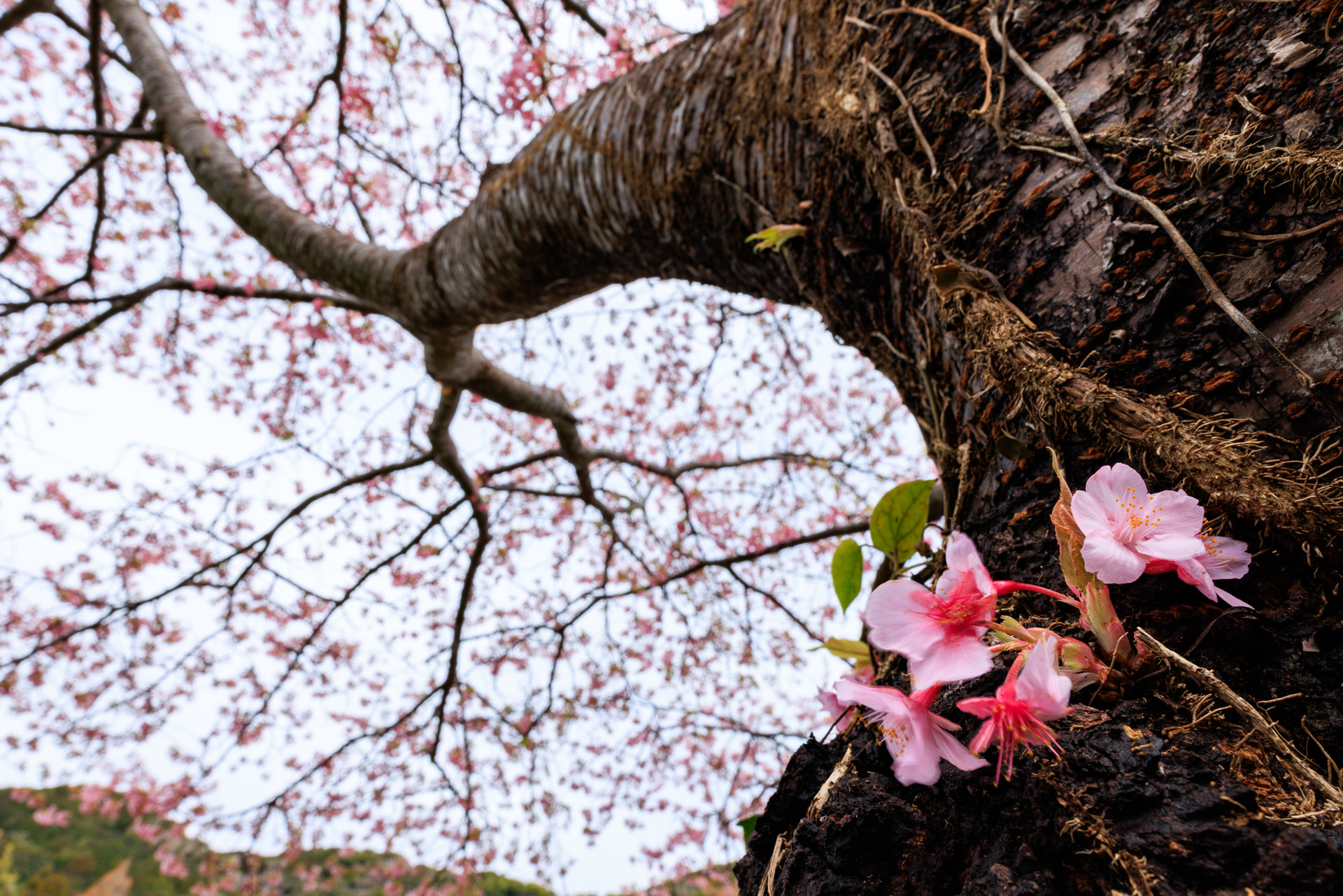 <span class="fnt-85">キヤノン EOS R5 Mark II／20mm／絞り優先AE（F14、1/50秒、＋0.7EV）／ISO 200／WB：オート</span>