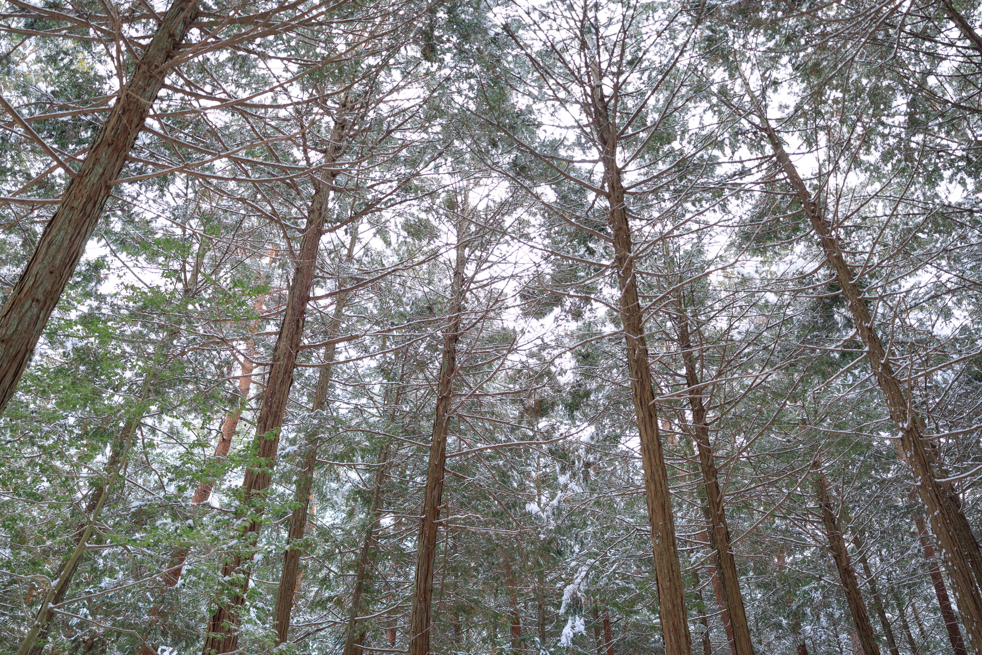 20mmを使うとより強いパースが得られる。見上げるような構図では木々の高さや奥行きが印象的に伝わる。視線が自然と奥へ導かれ、広がりと奥行きが感じられる構図にまとまる