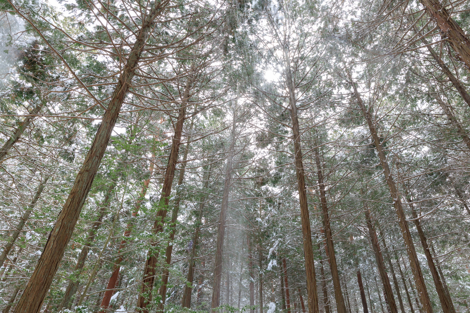 20mmを使うとより強いパースが得られる。見上げるような構図では木々の高さや奥行きが印象的に伝わる。視線が自然と奥へ導かれ、広がりと奥行きが感じられる構図にまとまる