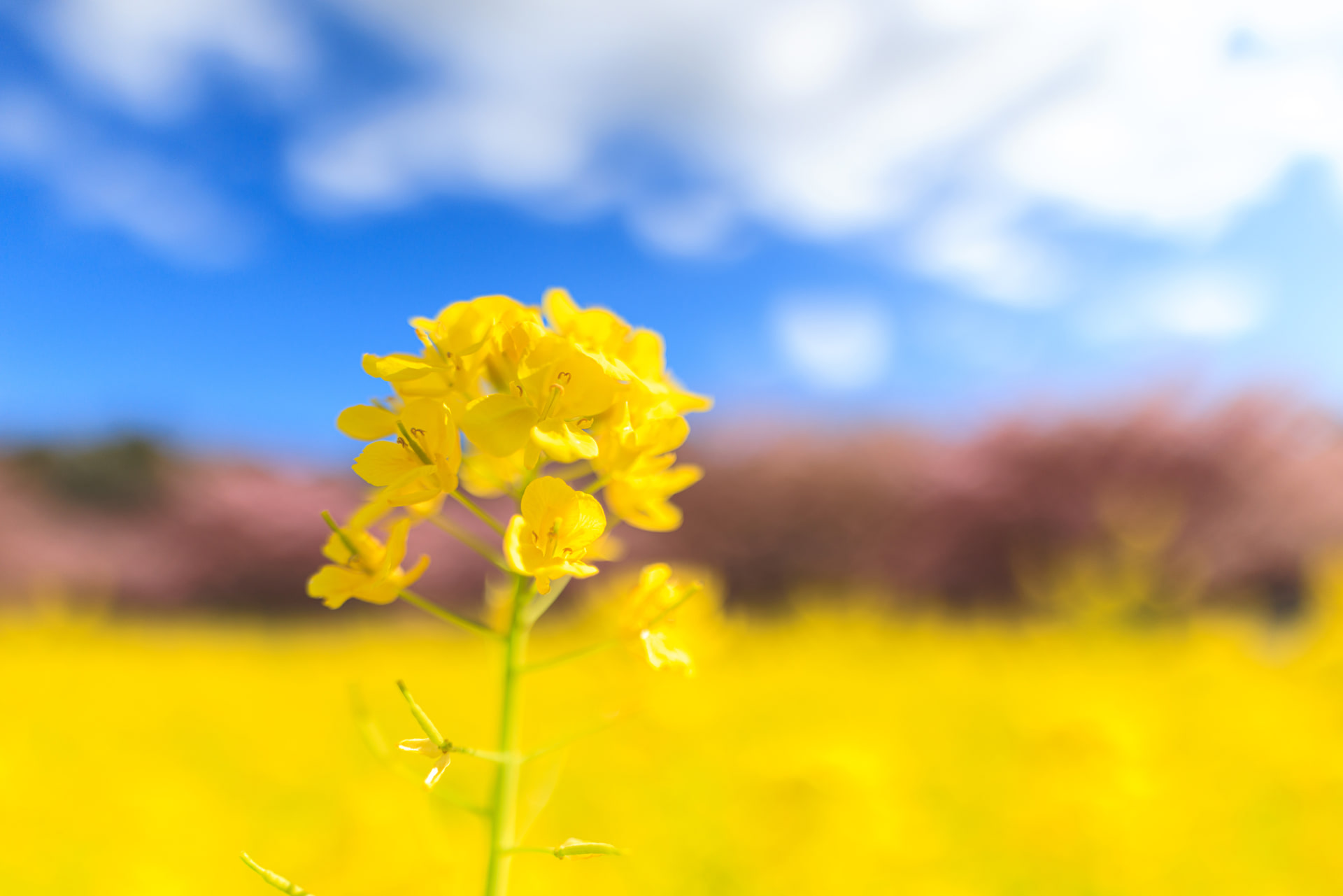 一輪の菜の花にピントを合わせて、背景の桜や空は大きくぼかして春の優しさを引き出した。F1.4の大口径レンズらしい滑らかなボケで背景に黄色やピンクを重ねて、菜の花の輪郭や質感を際立たせている<br><span class="fnt-85">キヤノン EOS R5 Mark II／20mm／絞り優先AE（F1.4、1/8,000秒、＋0.3EV）／ISO 100／WB：オート</span>