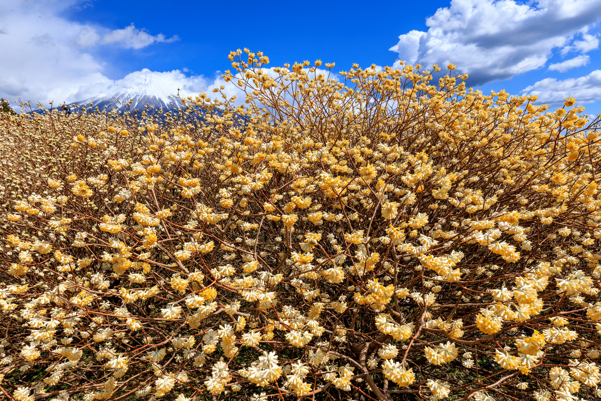 大きなミツマタにぐっと近づくことで、花の迫力と奥にたたずむ富士山の広がりを1枚に収めた。20mmらしい遠近感で花が立体的に描かれ、レンズが持つ高い解像力で枝ぶりが際立ったことで、画面に奥行きが生まれた<br><span class="fnt-85">キヤノン EOS R5 Mark II／20mm／絞り優先AE（F8、1/400秒、±0EV）／ISO 100／WB：オート</span>
