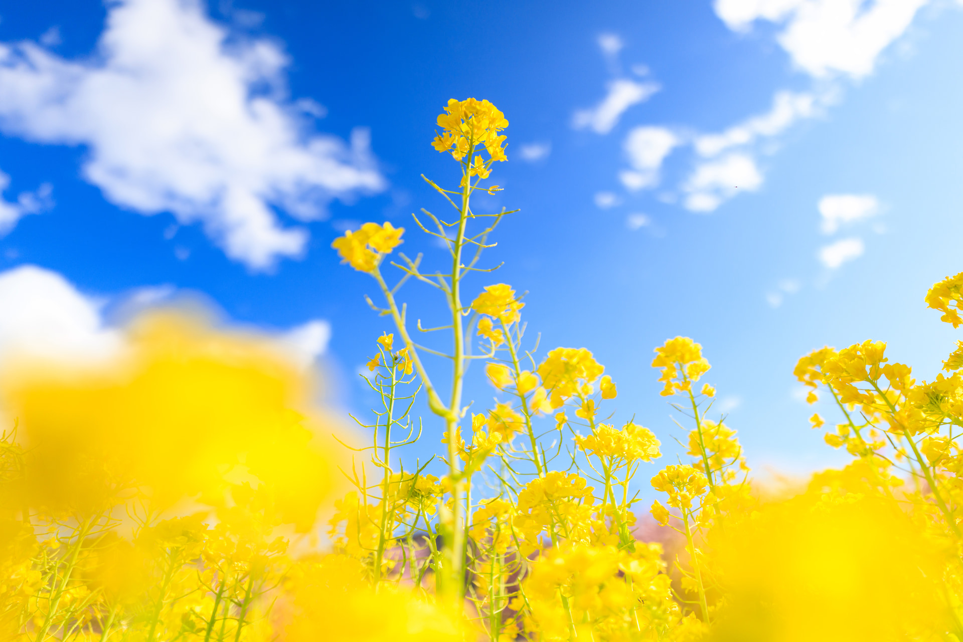 F1.4の浅い被写界深度による前ボケと、20mmならではのパースペクティブを組み合わせ、菜の花が空へと伸び上がるような印象に構図を決めた。春らしい彩りが画面全体を包み込むような表現だ<br><span class="fnt-85">キヤノン EOS R5 Mark II／20mm／絞り優先AE（F1.4、1/8,000秒、＋0.3EV）／ISO 100／WB：オート</span>