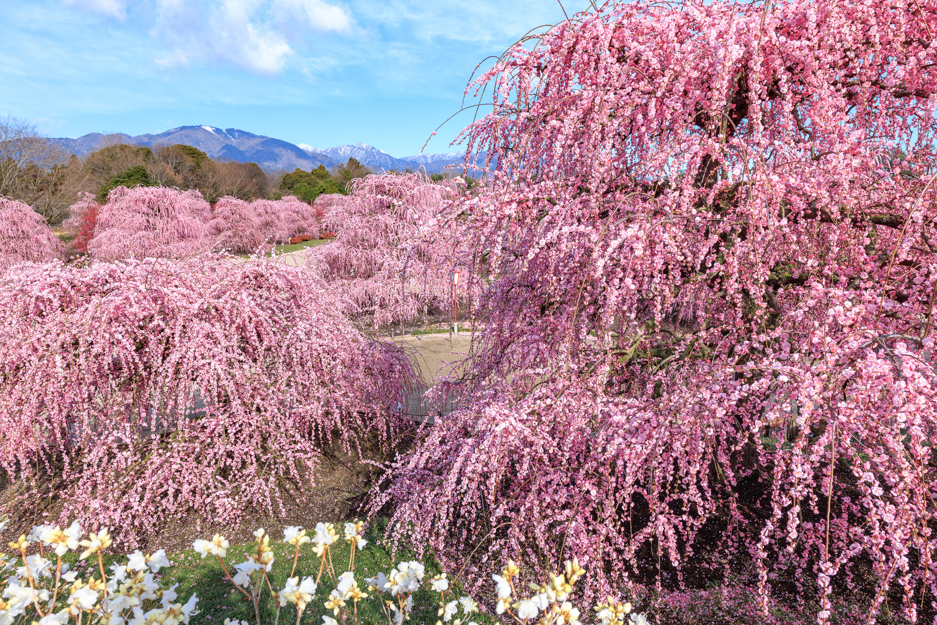手前から奥へと広がる満開の梅と、その先に続く山並みを20mmで1枚に収めた。隅々まで解像する描写力と自然な色みが、春の華やかさと澄んだ空気を引き出してくれる<br><span class="fnt-85">キヤノン EOS R5 Mark II／20mm／絞り優先AE（F6.3、1/250秒、＋0.3EV）／ISO 100／WB：オート<br>撮影協力：鈴鹿の森庭園</span>
