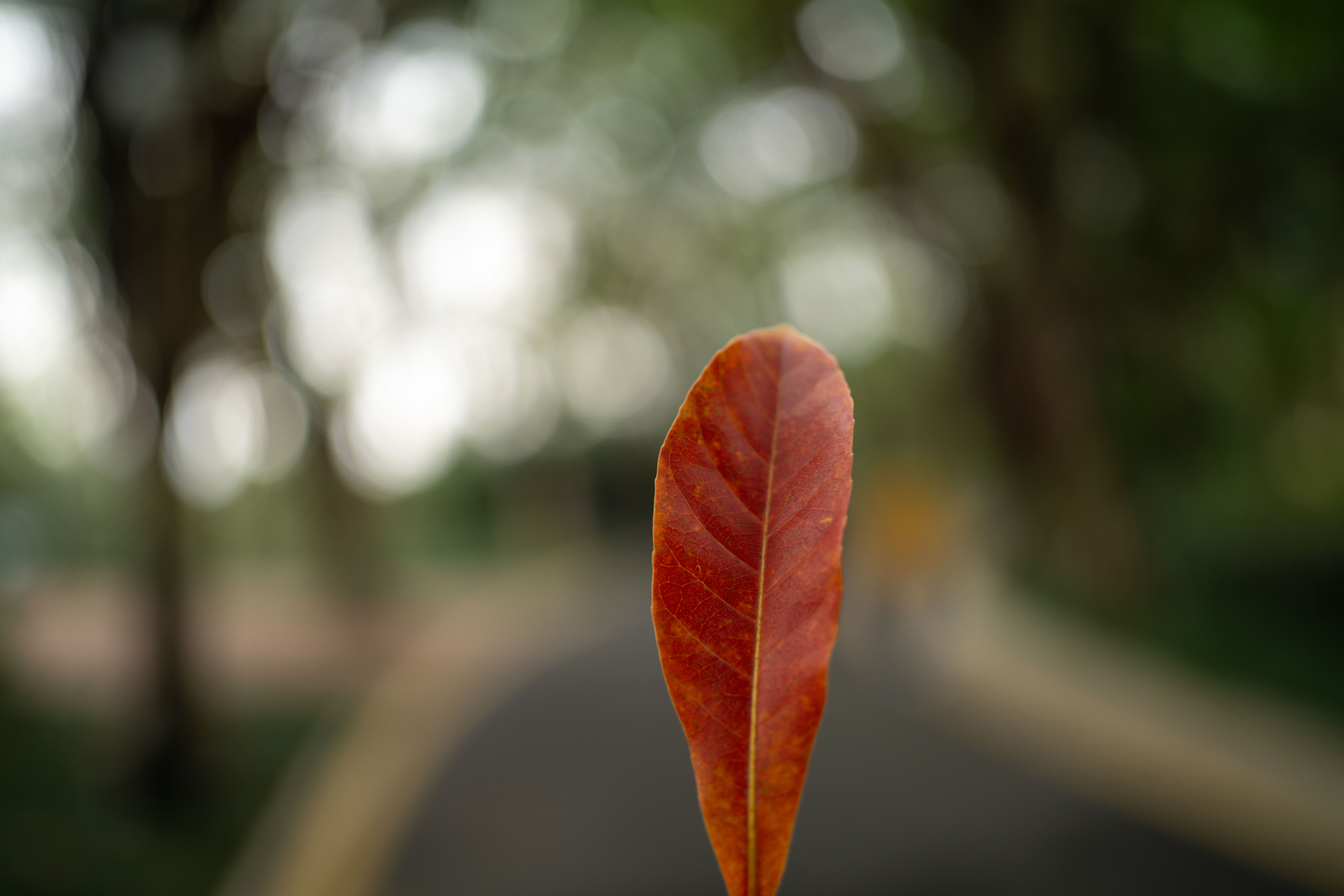 サンプル画像（映像嵐提供。以下同）