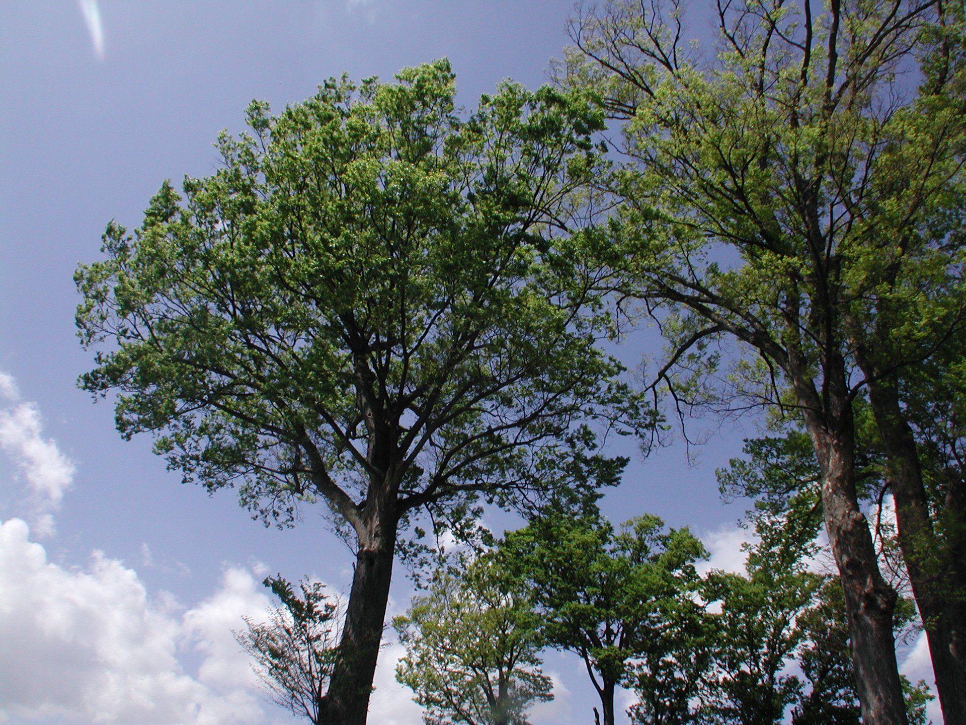 風景写真など、インフで撮影するような条件では細かい部分までの解像力は望めません。でも、雰囲気のある描写はしますね。緑はともかく青空はもう少し綺麗だったので盛ってもらいたかったですね。<br><span class="fnt-85">ニコン COOLPIX 990／8.2mm／絞り優先AE（1/400秒、F7.0、−0.7EV）／ISO 100</span>