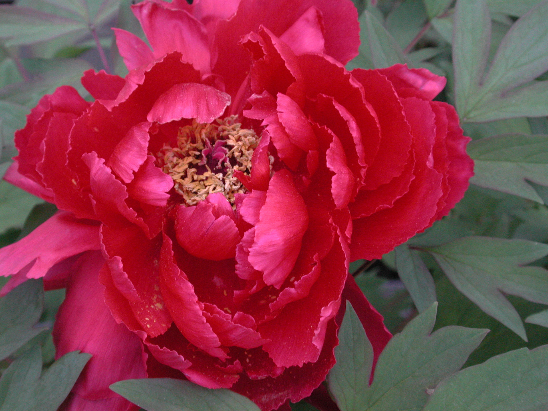 エモいといえばエモい再現ですかねえ。どうなんだろう。日陰の条件ですが、独自の色ですね、いや、本機独自の解釈かもしれませんねえ。これもレタッチすれば生まれ変わると思いますが、このままにしておきます。<br><span class="fnt-85">ニコン COOLPIX 990／13.4mm／プログラムAE（1/125秒、F4.2、−0.7EV）／ISO 400</span>