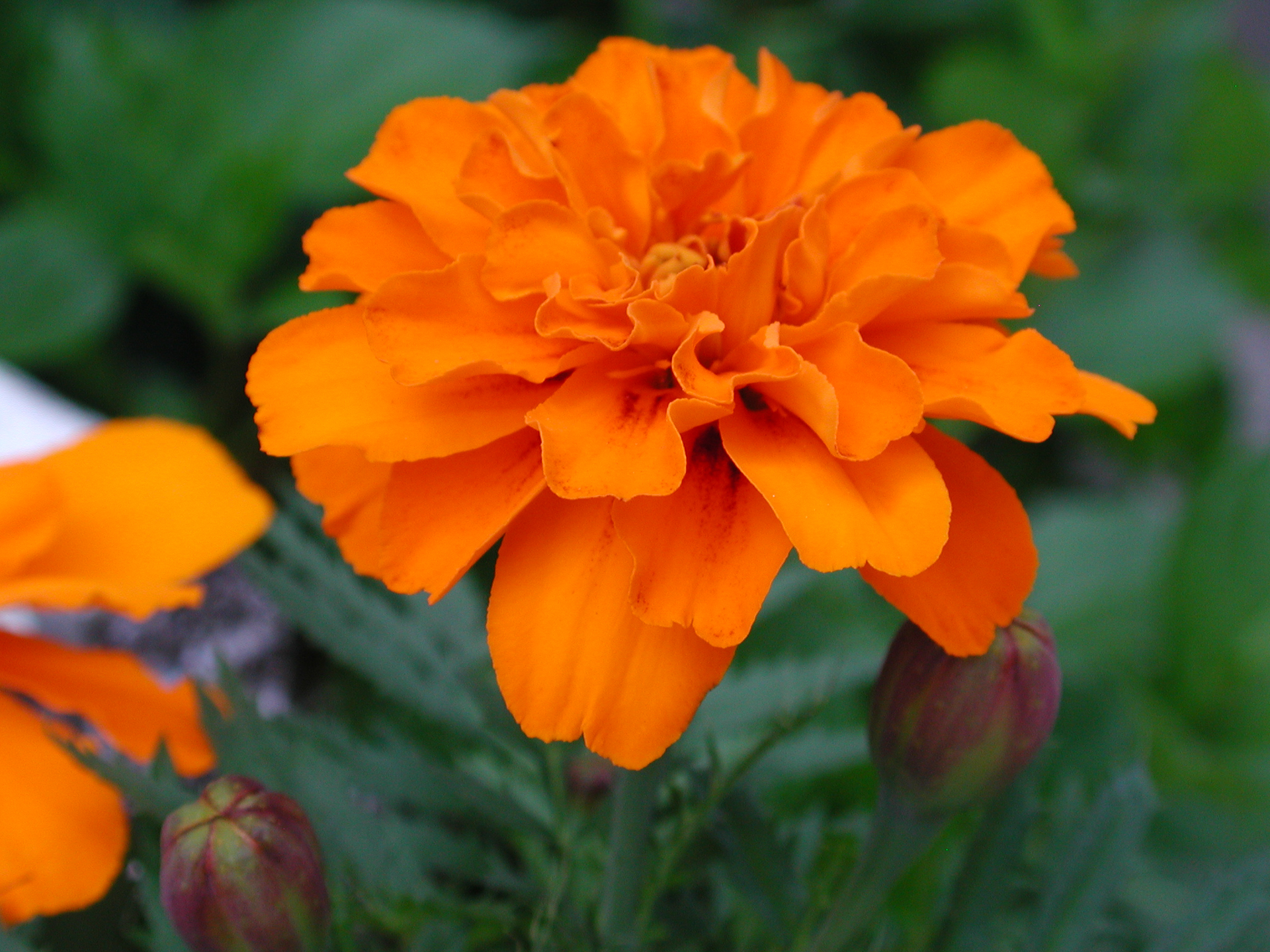 マクロモードですが、どこまで近づけるかあれこれ試しました。本当はテレ端で撮影したかったのですが逆に寄れなくなります。この条件の色再現は肉眼に近いですし、合焦点はかなり鮮鋭です。<br><span class="fnt-85">ニコン COOLPIX 990／17.1mm／プログラムAE（1/115秒、F4.7、−0.7EV）／ISO 100</span>