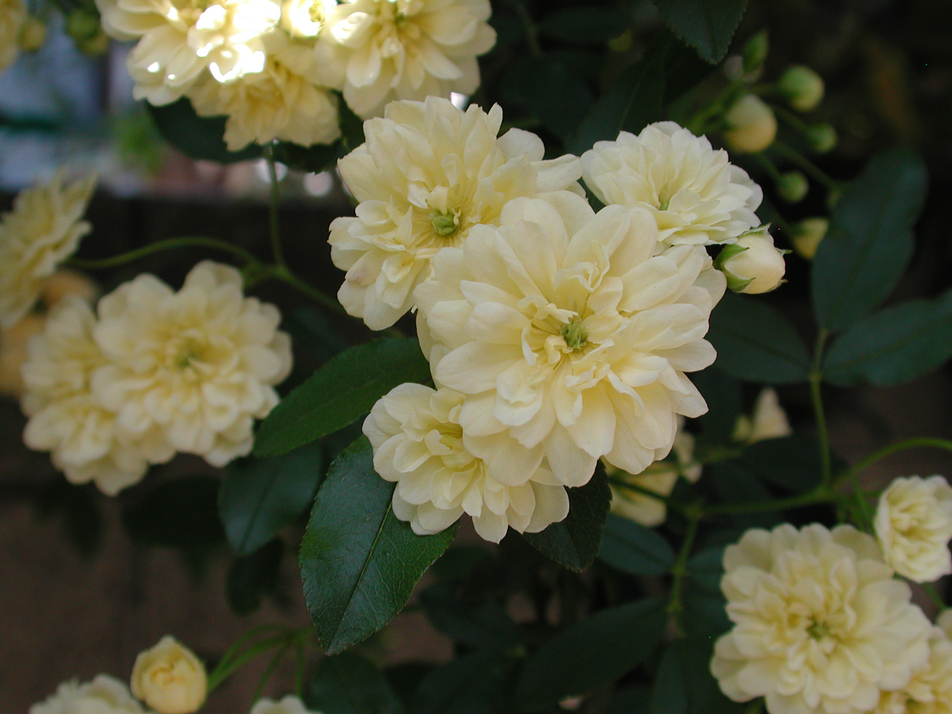 これもマクロモード。日陰の条件ですが、色はあっさり気味です。後ろに直射光が入りましたが、そんなに気になりません。<br><span class="fnt-85">ニコン COOLPIX 990／11.9mm／プログラムAE（1/105秒、F4.7、−0.7EV）／ISO 100</span>