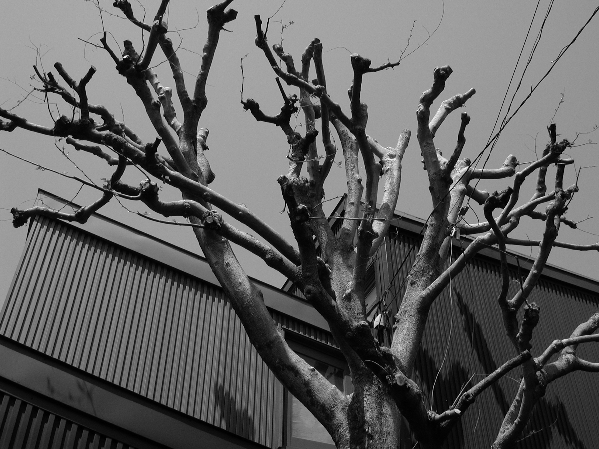 モノクロで撮影するには「階調補正」から切り替えます。色の要素を削ぎ落としたので、鮮鋭性が高く見えます。<br><span class="fnt-85">ニコン COOLPIX 990／8.2mm／プログラムAE（1/320秒、F7.0、−0.7EV）／ISO 100</span>