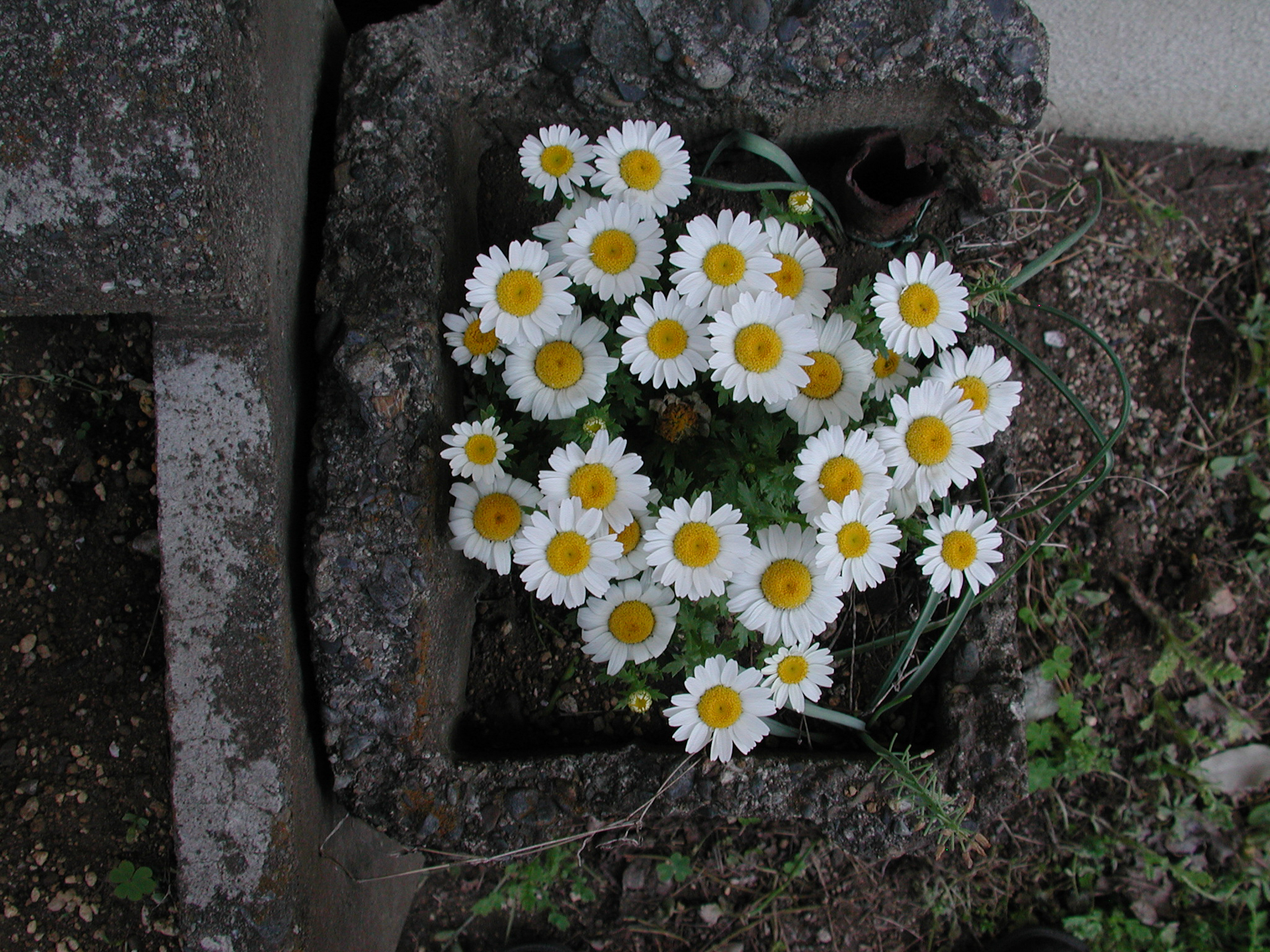 街角で見つけた花。なぜかコンクリートブロックの中にあり。スイバル機構を応用したのでラクな姿勢で撮影できます。年寄りには助かります。<br><span class="fnt-85">ニコン COOLPIX 990／8.2mm／プログラムAE（1/140秒、F4.4、−0.7EV）／ISO 100</span>