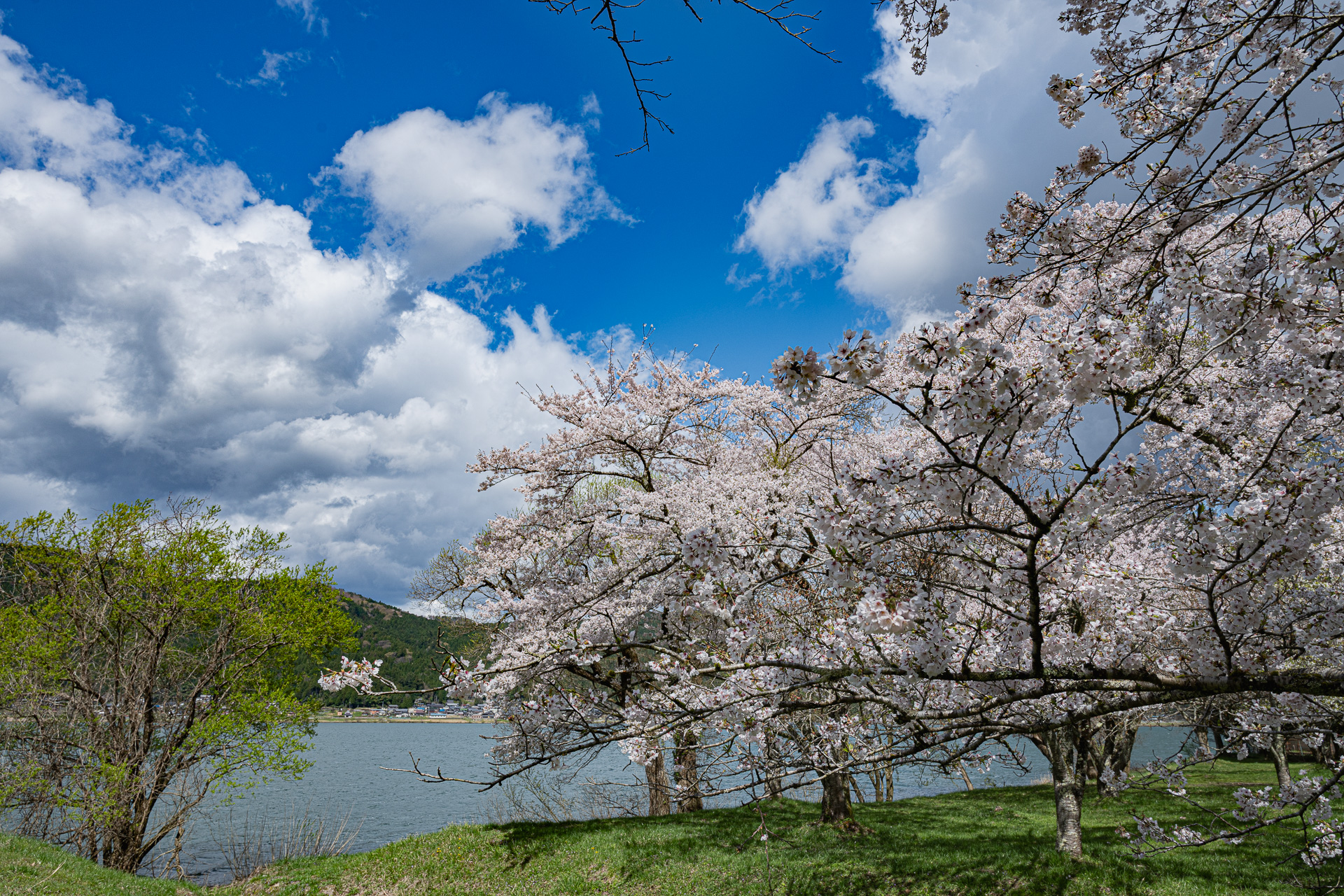 ここは余呉湖。琵琶湖の北にある小さな湖です。4月15日（火）に立ち寄りましたが桜が満開できれいだったなあ。ちょいと京都に用事があり、山梨を起点に往復4泊5日ででかけてきたのです。高速道路を使わず1,400kmの旅でした。ちなみに平均燃費は14.4km。木曽を経由したり敦賀に行ってみたりだいぶ遠回りしてますよ。ちょうどどこに行っても桜が満開で車窓の景色は華やかでした。なかなかこの時期旅をするチャンスは少ないので、嬉しかったなあ。山の中はまだこれから桜が咲くところもあったので、もうしばらくは桜が楽しめそうです