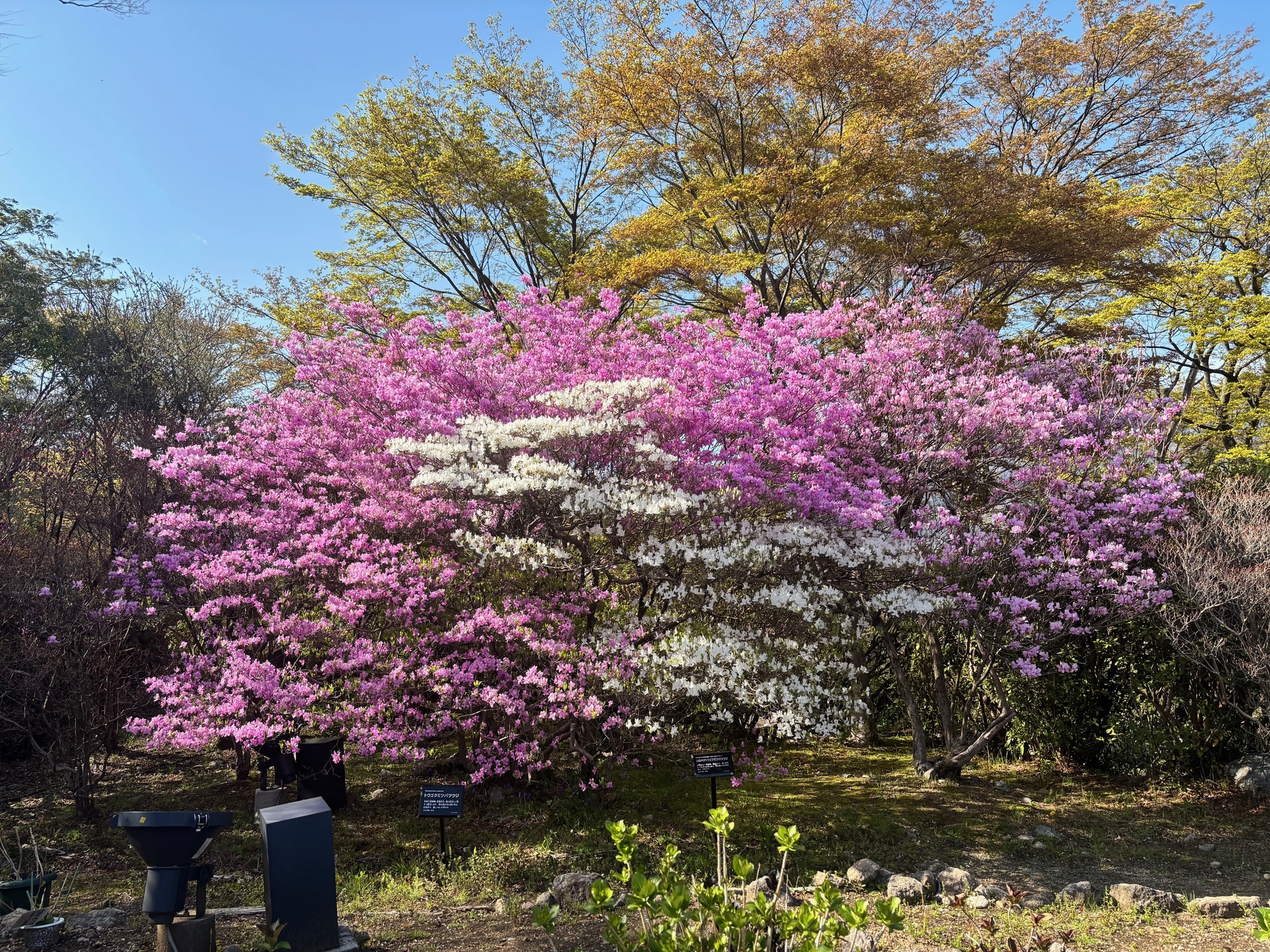 トウゴクミツバツツジ・シロバナトウゴクミツバツツジ（4月17日撮影）