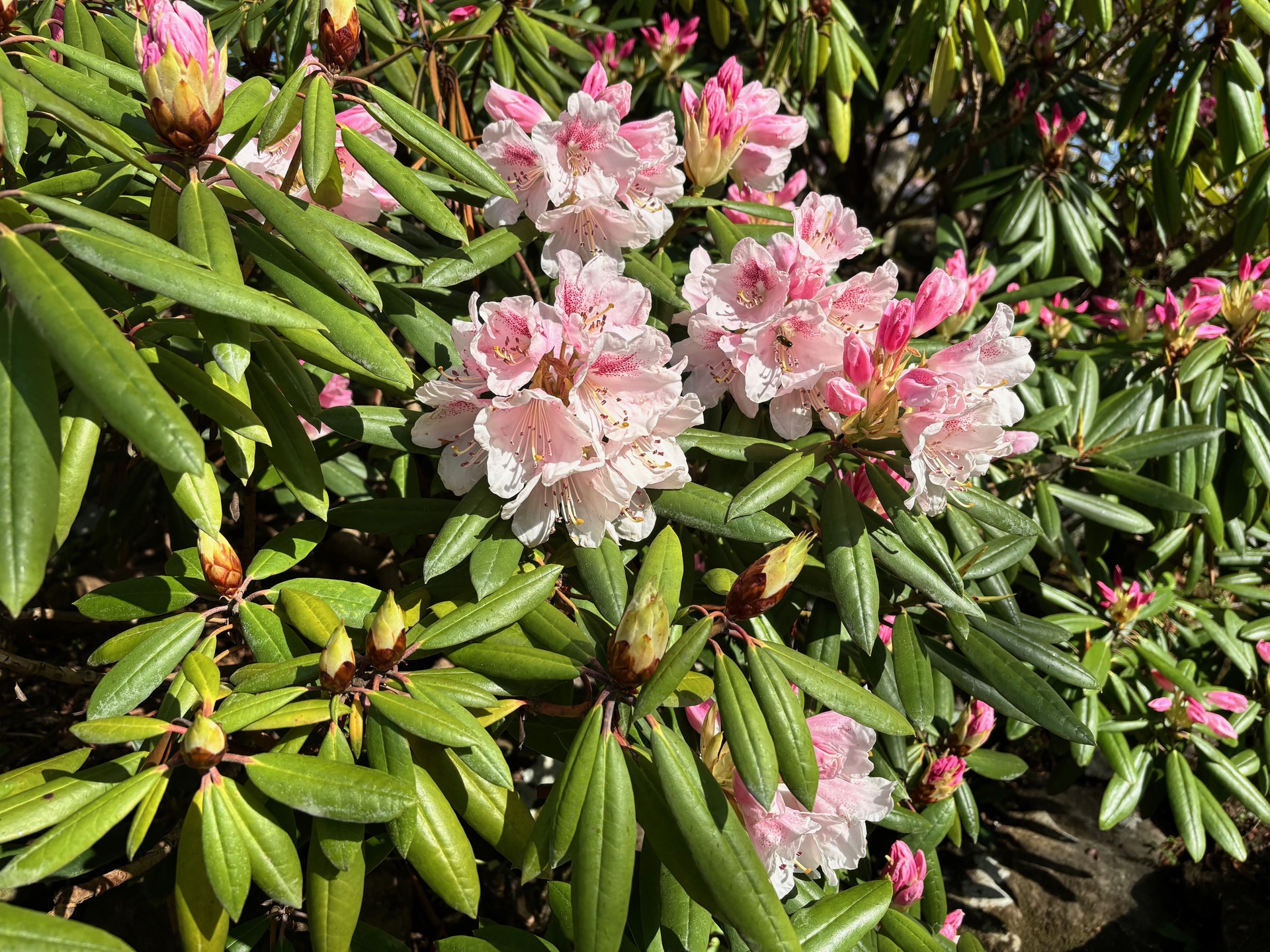 アカボシシャクナゲ（4月17日撮影）