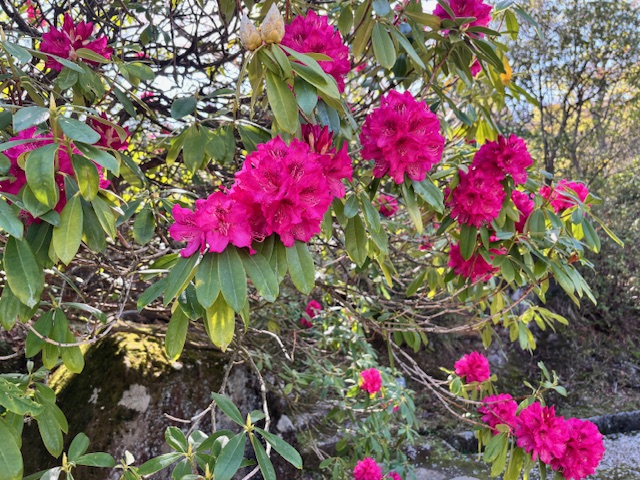 西洋シャクナゲ（4月17日撮影）