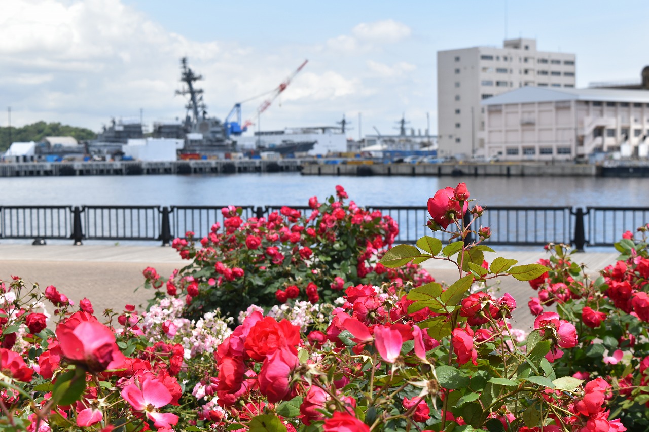 2025年 見頃のピークは5月中旬～下旬の見込み