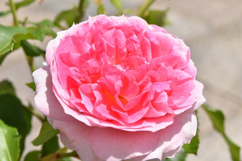 横須賀市ヴェルニー公園で「春バラ」が続々と開花。フランス式