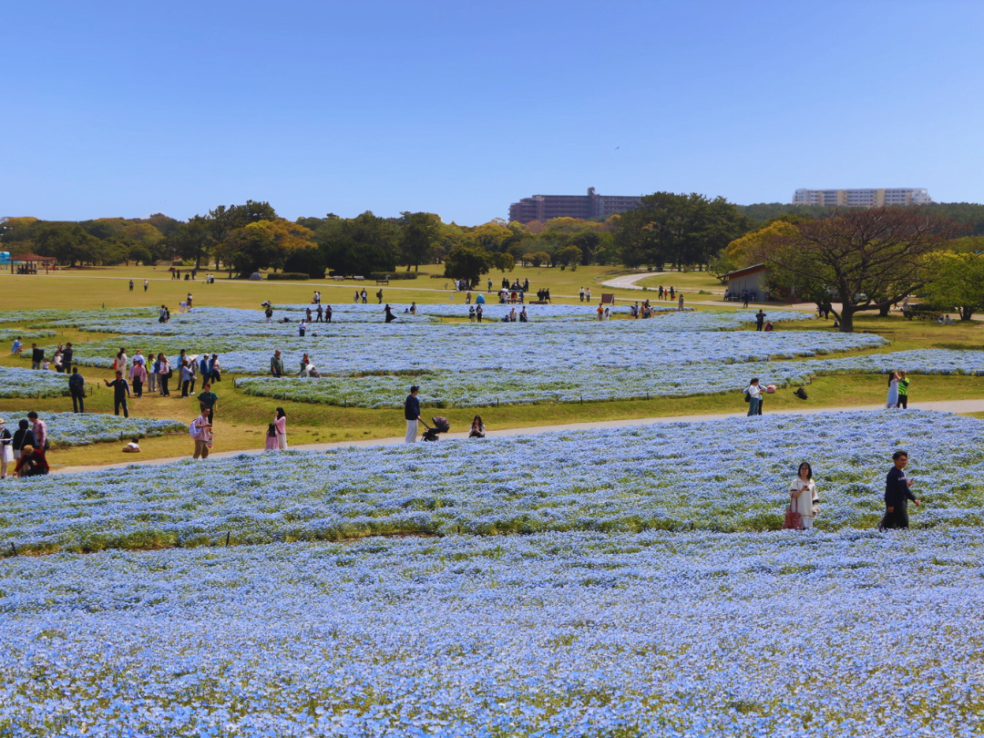 満開のネモフィラ