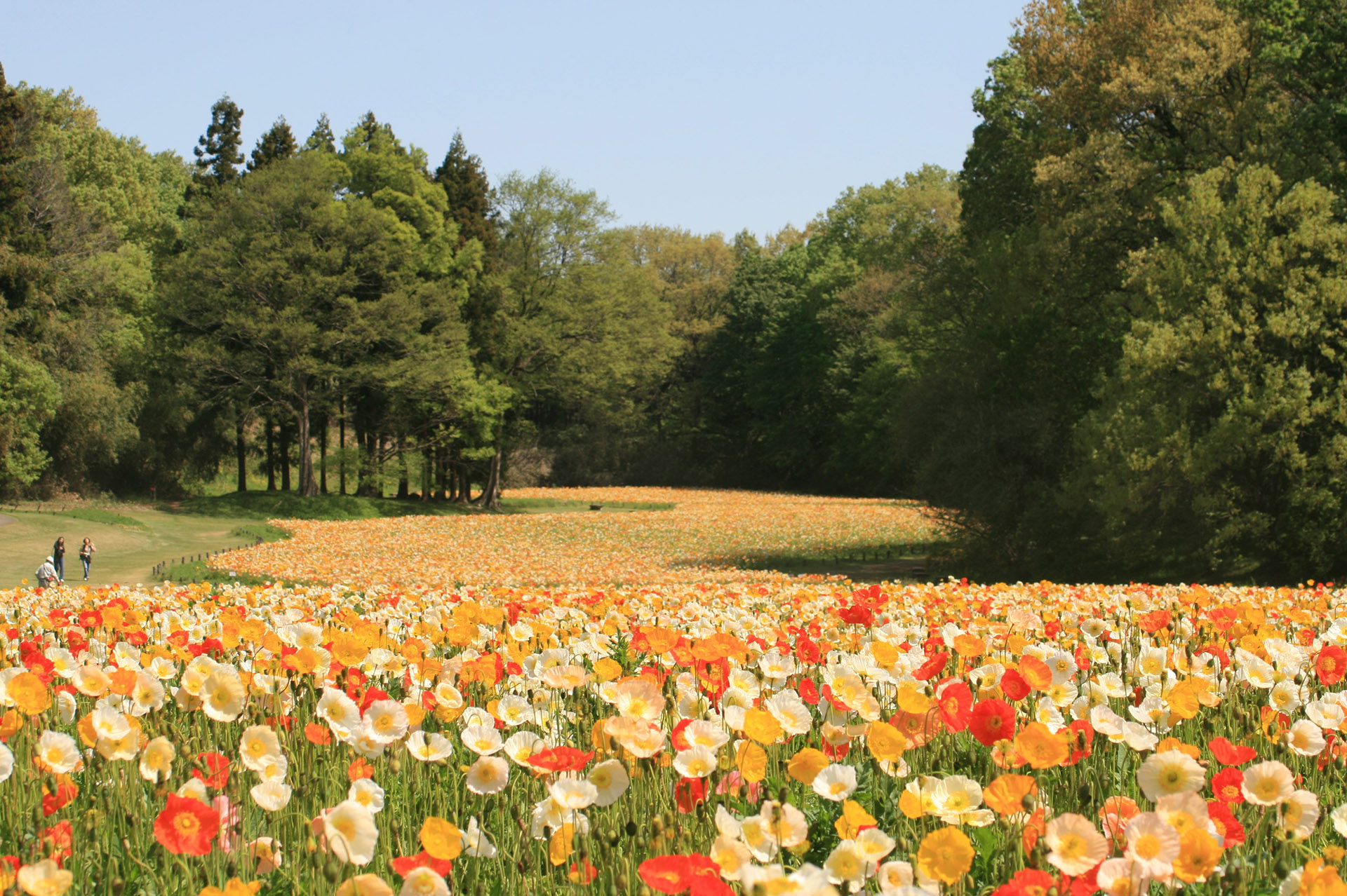 約70万本のアイスランドポピー