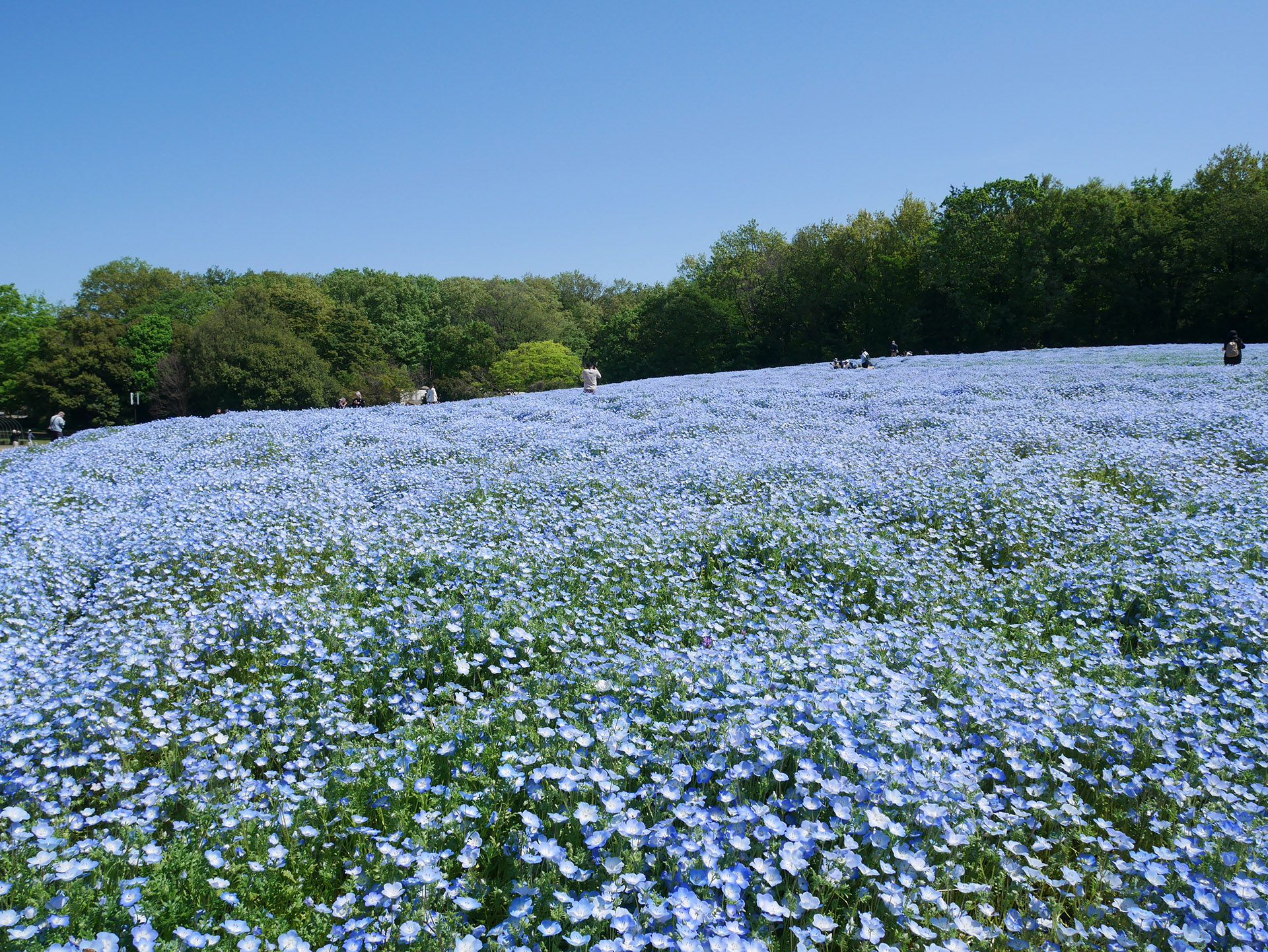 約10万本のネモフィラ