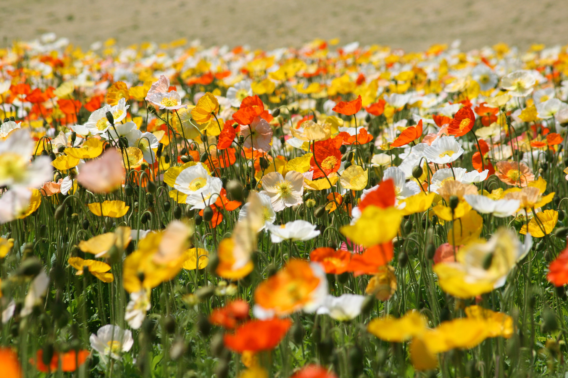 アイスランドポピー