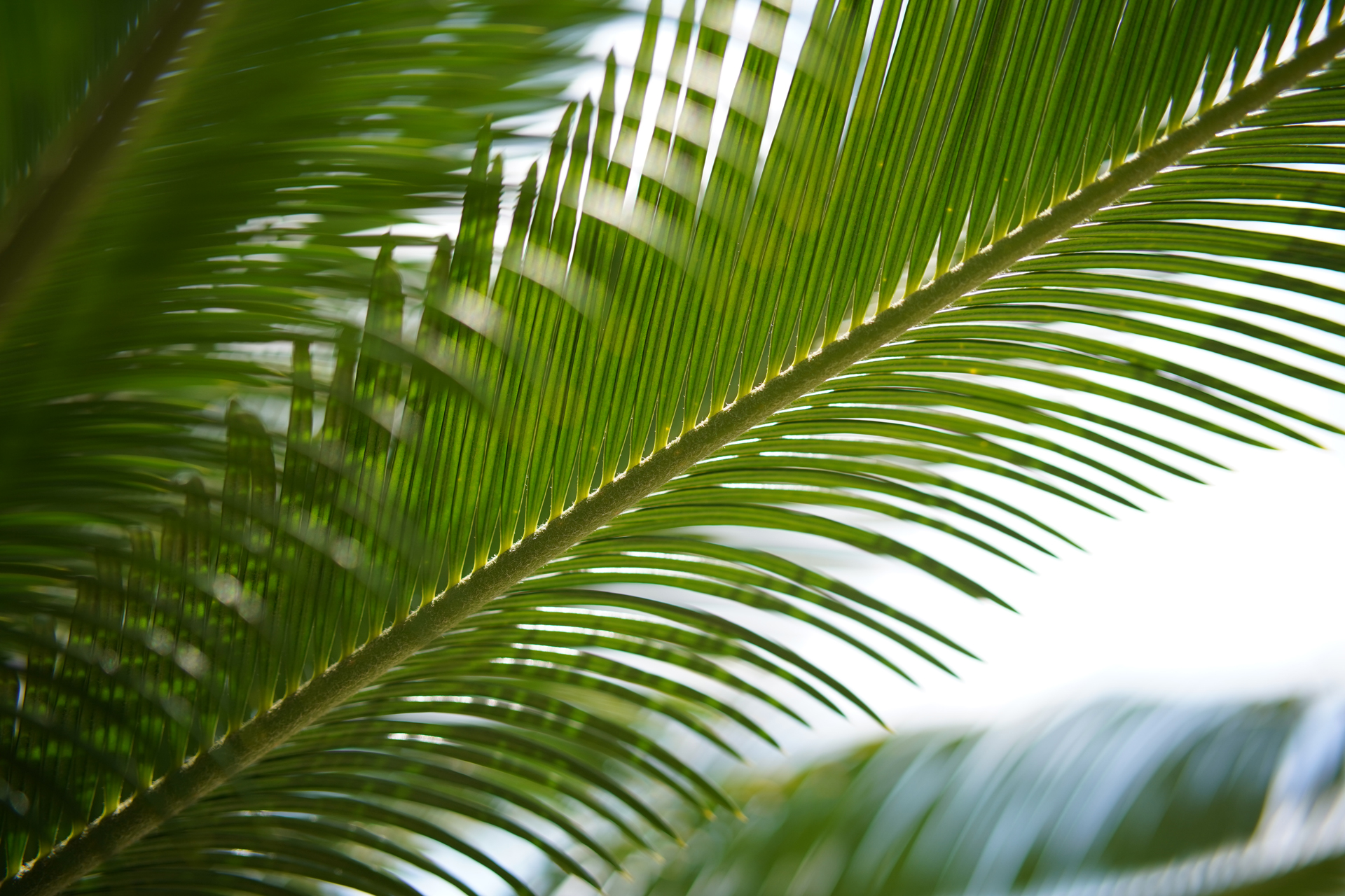 サンプル画像（焦点工房提供。以下同）