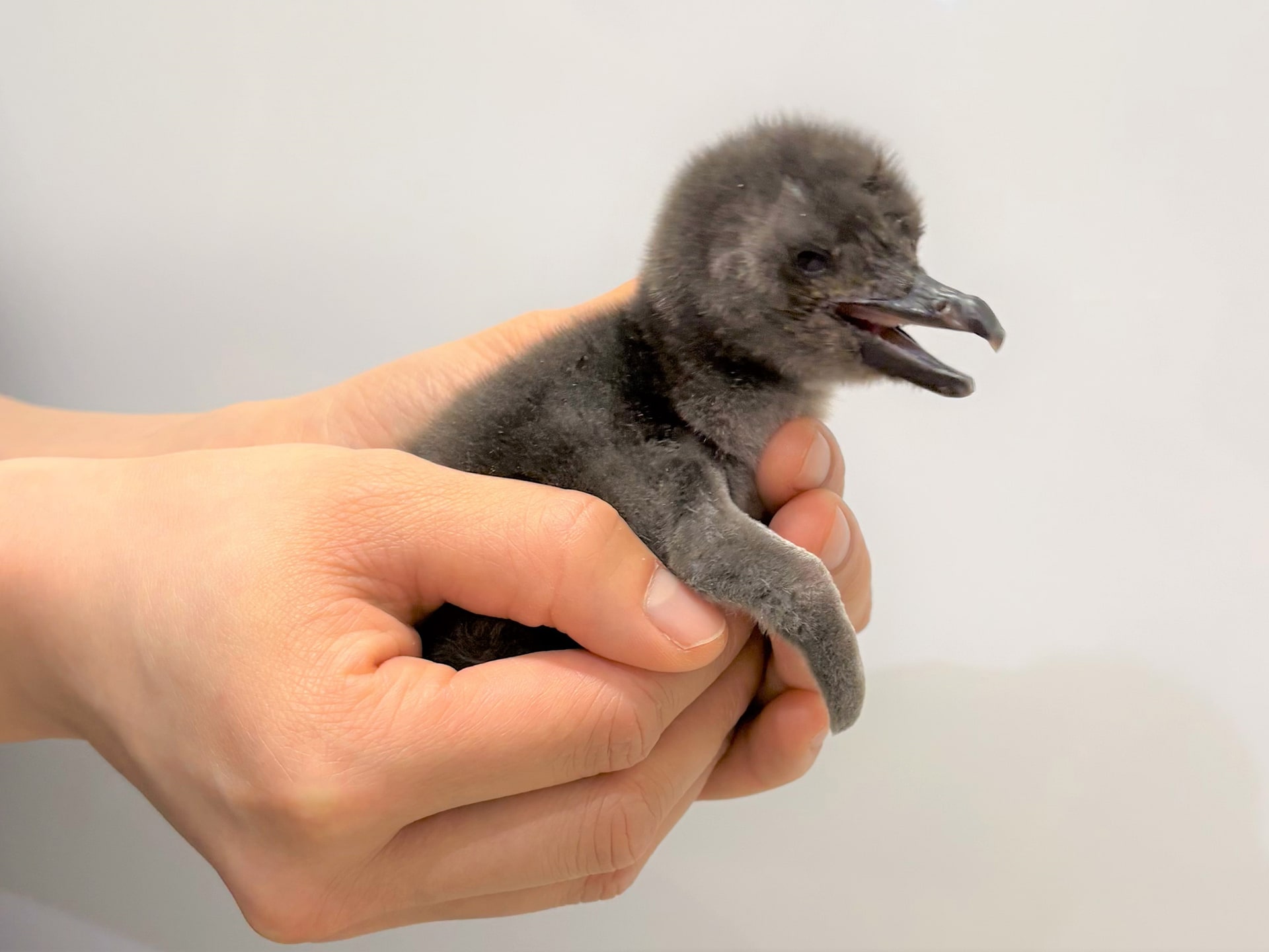 5日齢の「あられ」