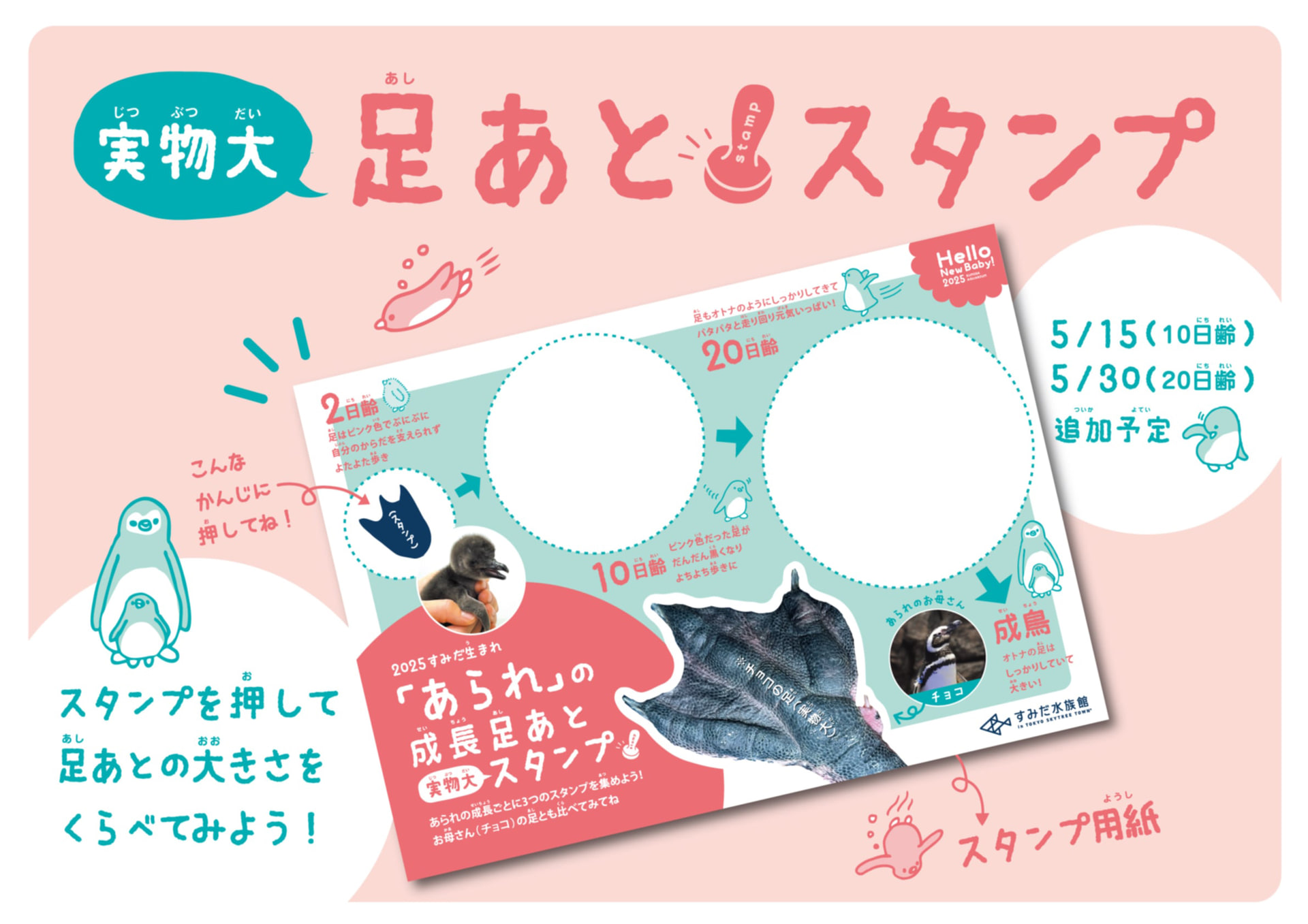 ペンギン足あとスタンプ用紙（イメージ）