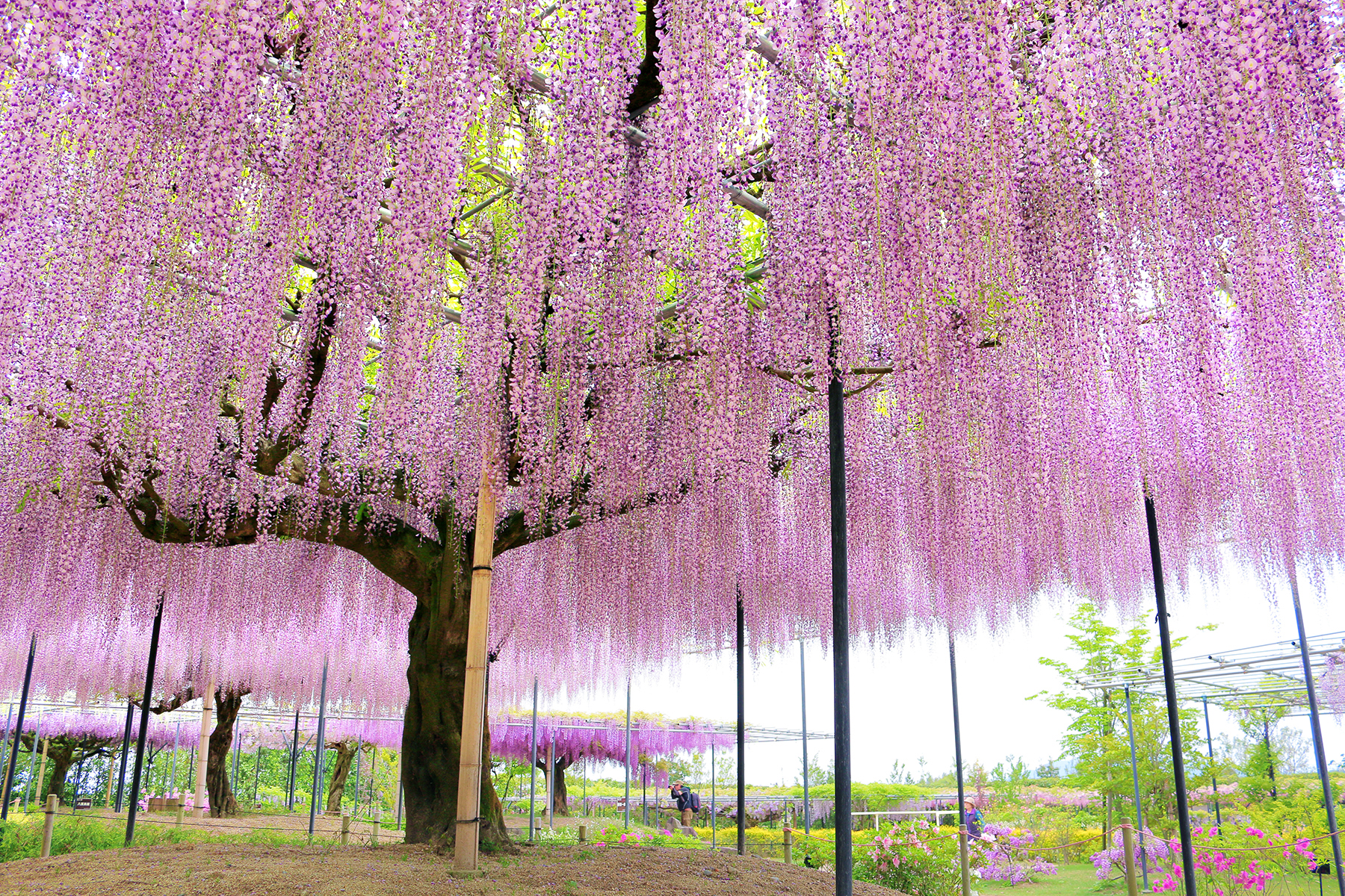 「藤のガーデン」（2024年撮影）