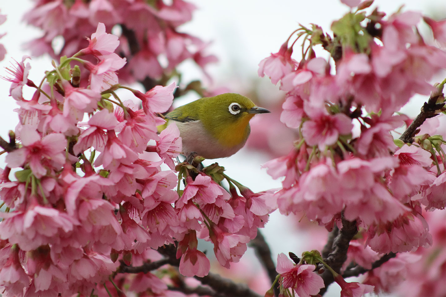サンプル画像（キヤノン提供）
