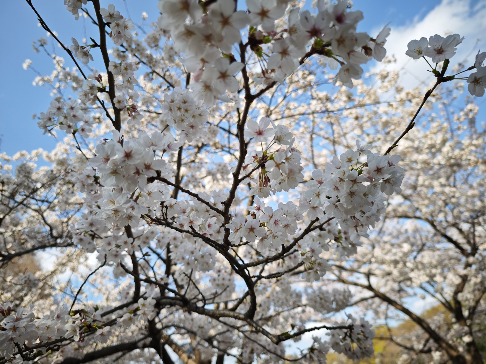 タッチでAF位置は選べるが、期待した場所にピンポイントで合っているかはほとんど賭けで、MFでの調整もできない