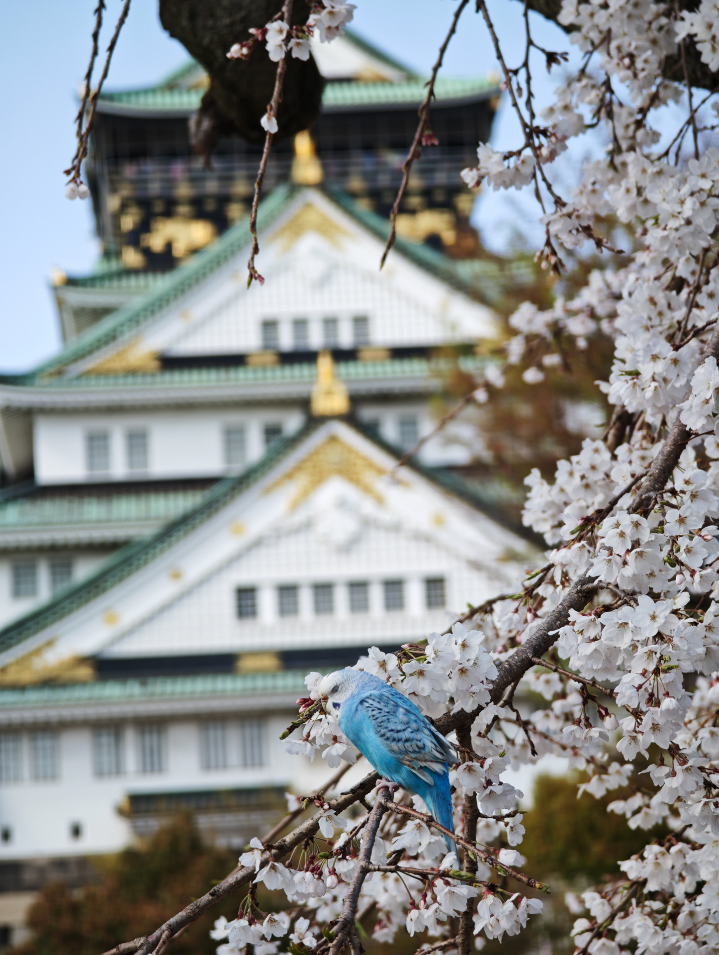 背景ボケは自然で被写体を引き立ててくれる
