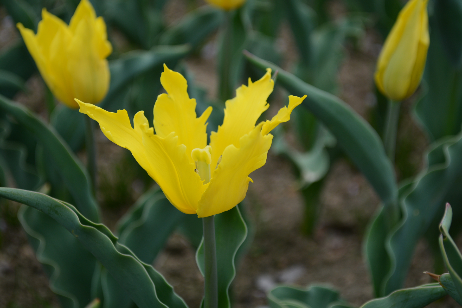 ばななファイヤー