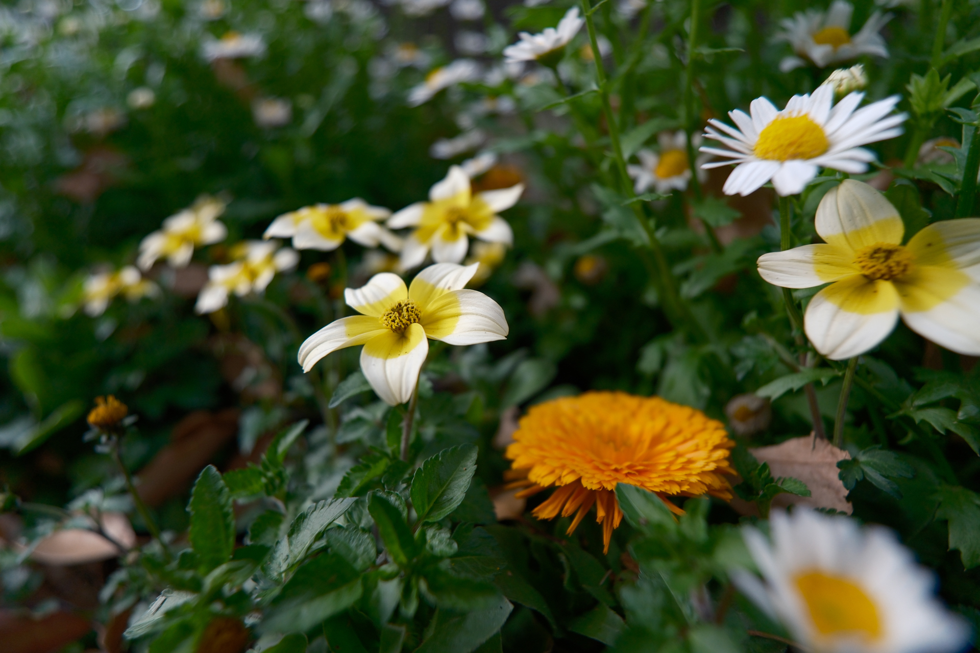 富士フイルム X-H2S／Tokina atx-m 11-18mm F2.8 X／11mm（16.5mm相当）／絞り優先AE（F2.8、1/800秒、－0.3EV）／ISO 400／WB：オート